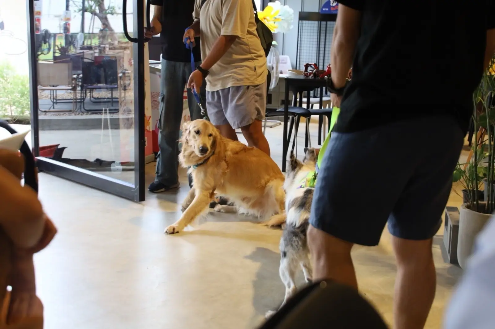 Dog's Dream pets image 6