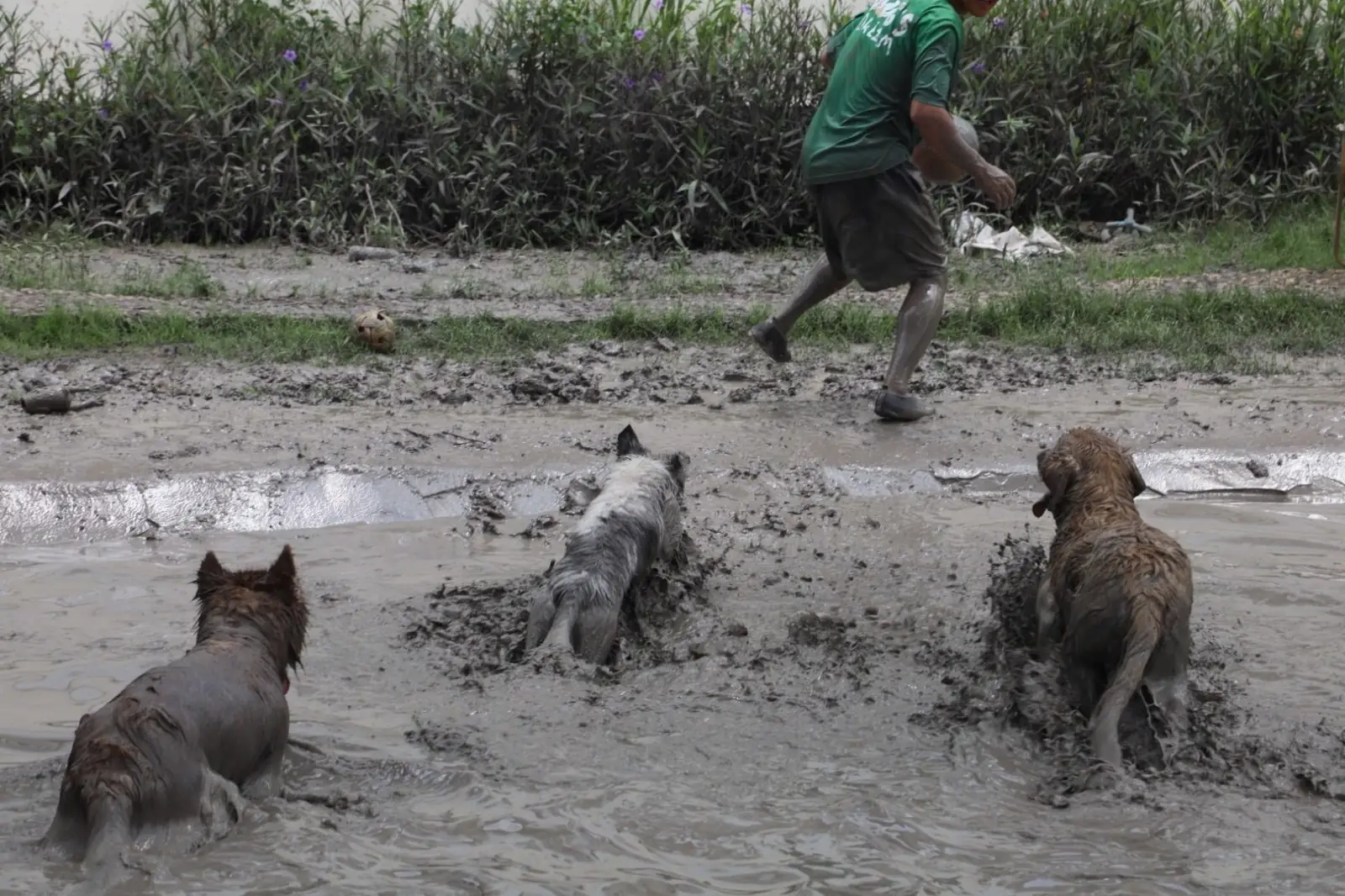 Dog's Dream pets image 11