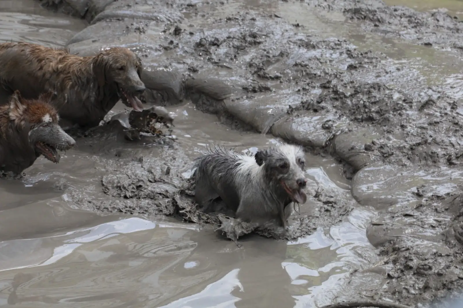 Dog's Dream pets image 7