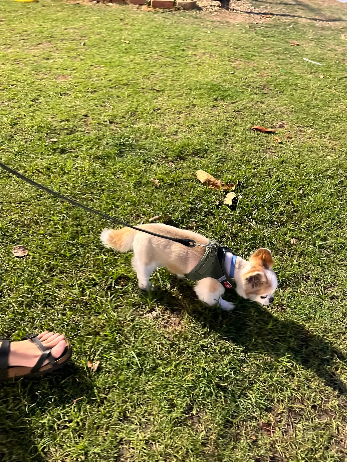 Dog's Dream pets image 1