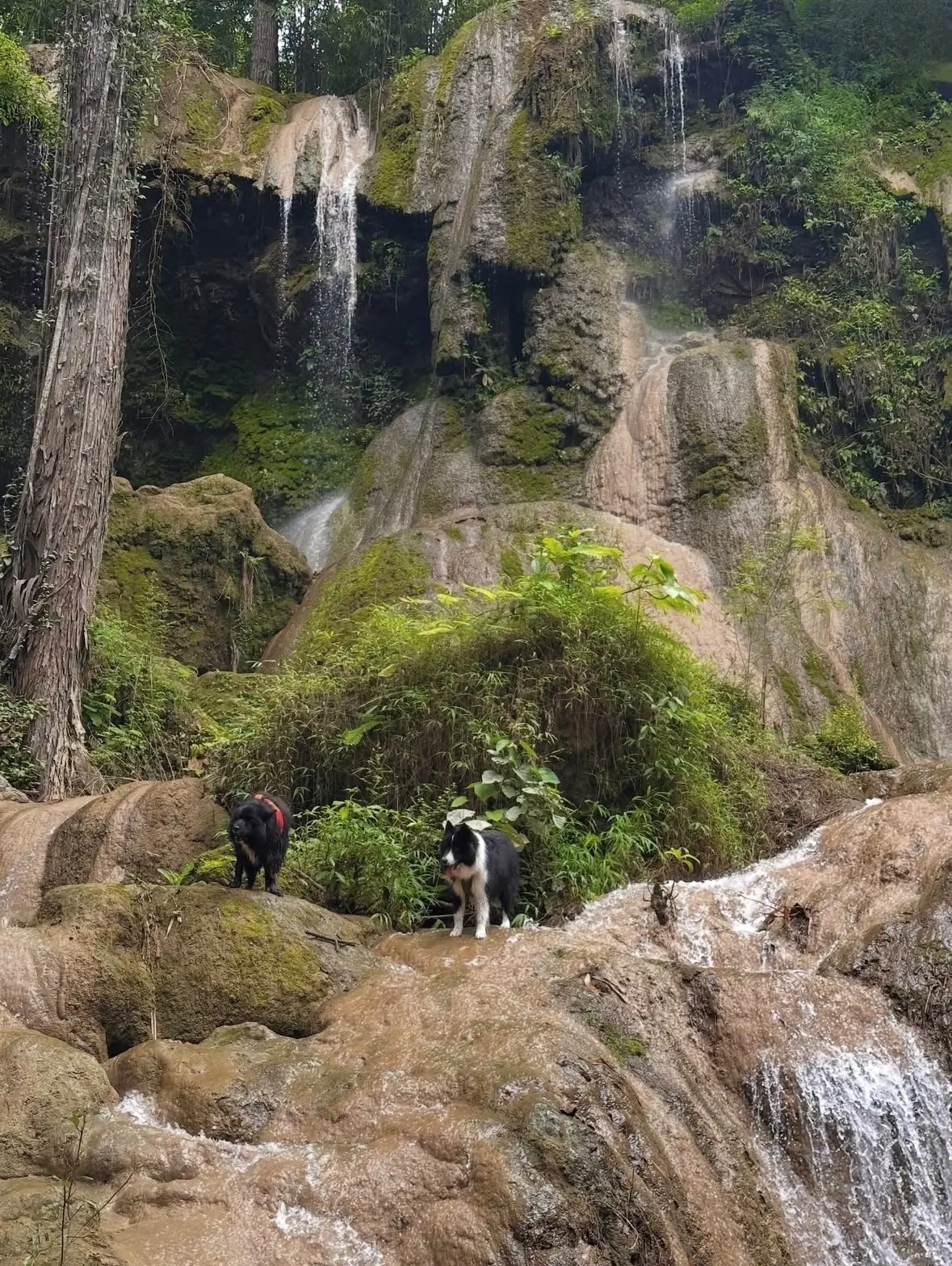 น้ำตกตาดสะเดา pets image 2
