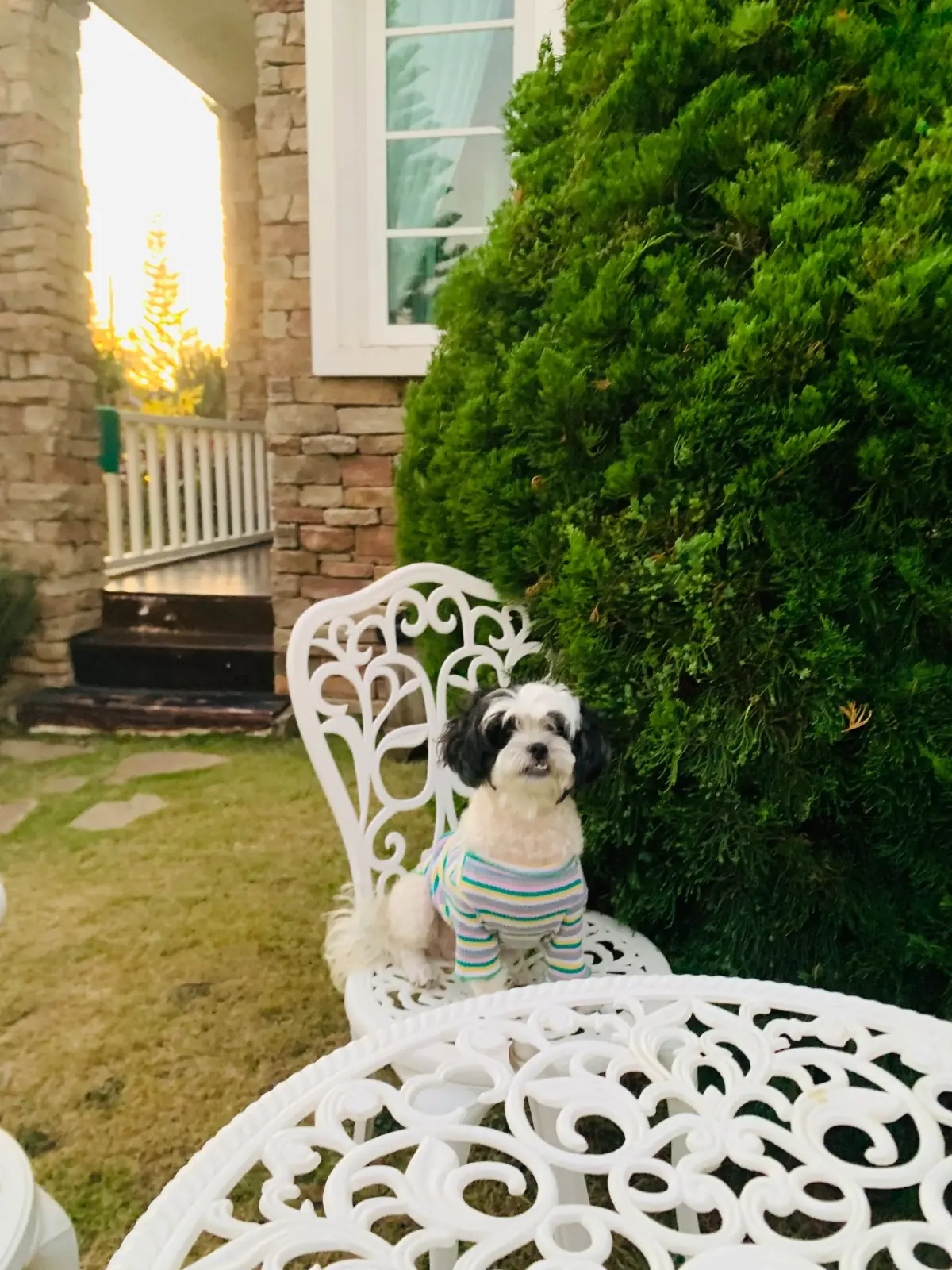 โฮม สวีท โฮม รีสอร์ท pets image 2