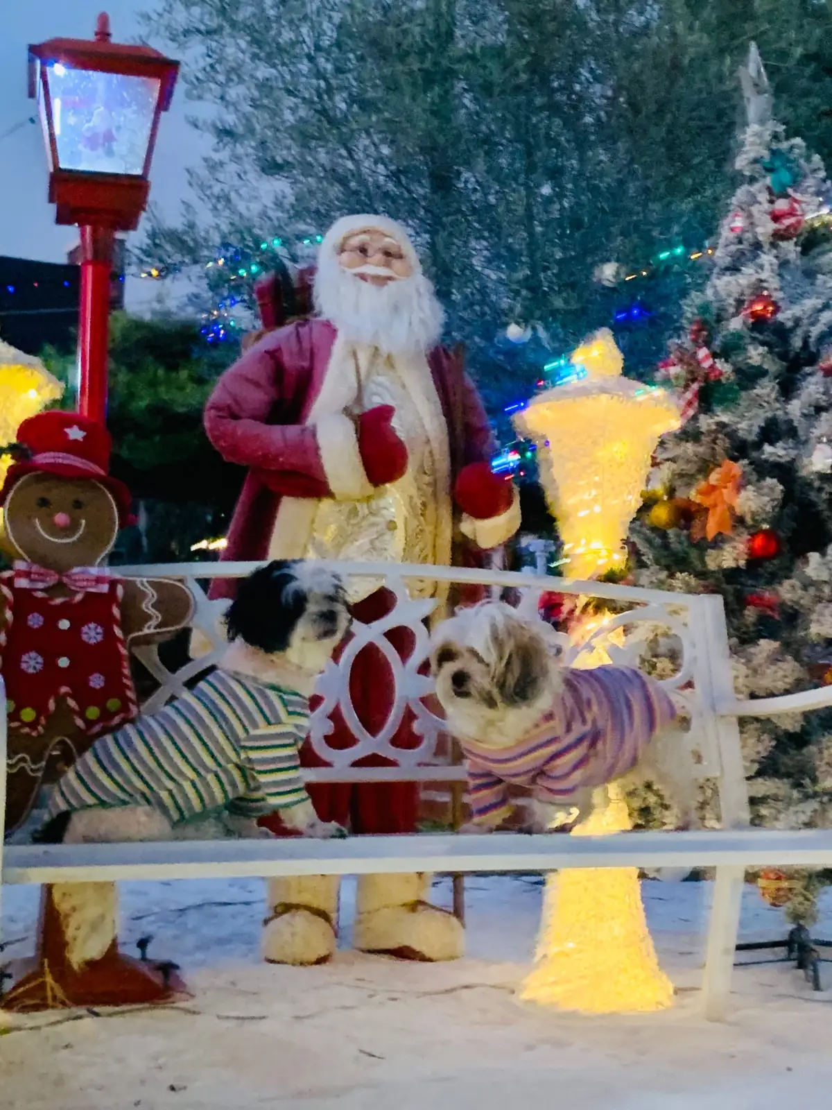 โฮม สวีท โฮม รีสอร์ท pets image 1