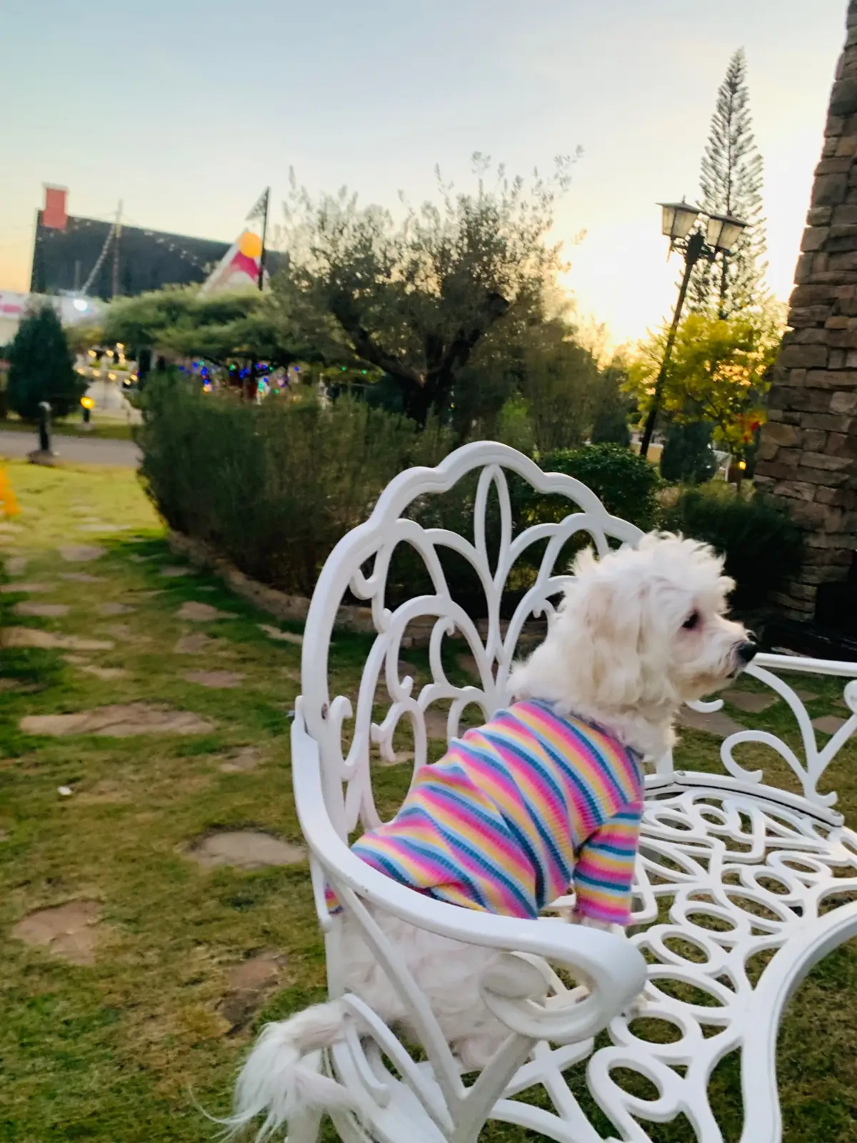 โฮม สวีท โฮม รีสอร์ท pets image 3