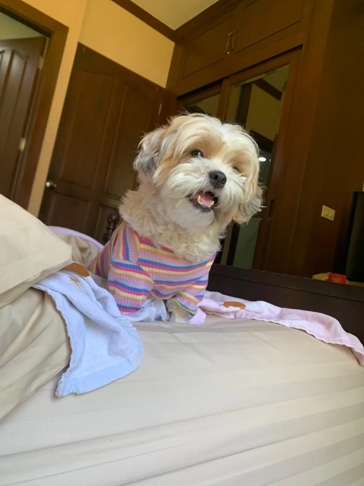 โฮม สวีท โฮม รีสอร์ท pets image 4