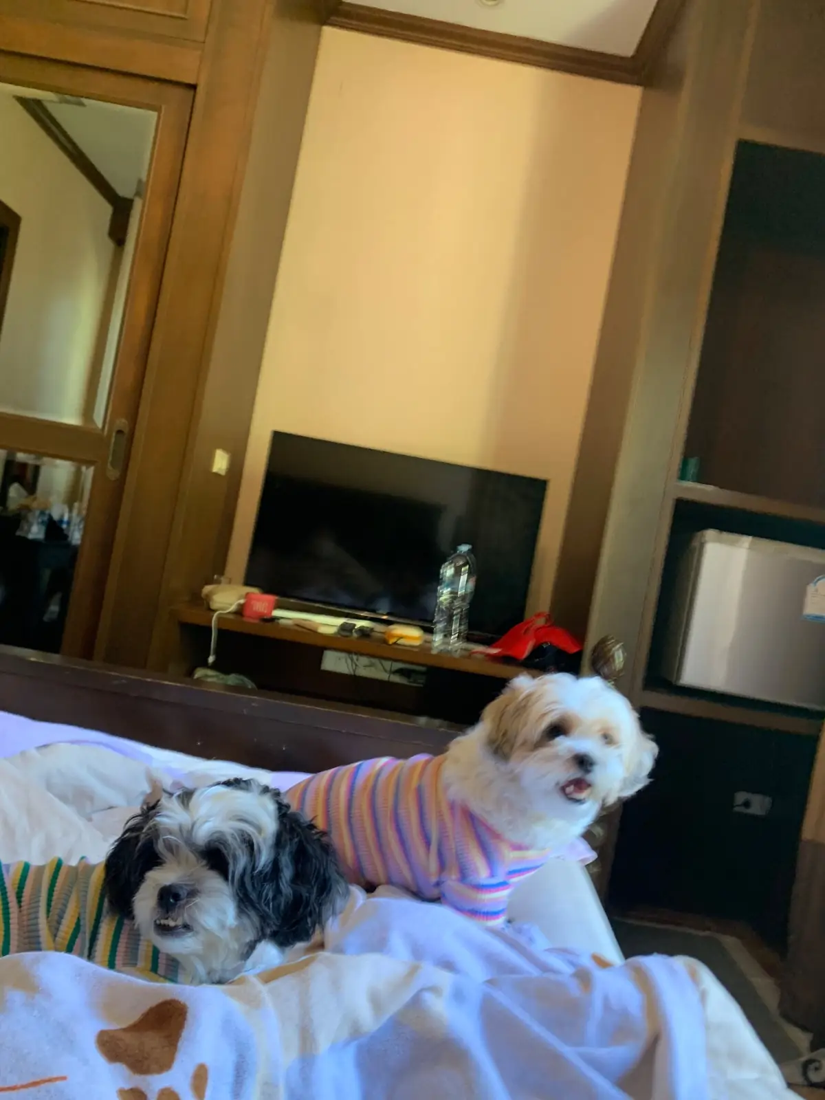 โฮม สวีท โฮม รีสอร์ท pets image 6