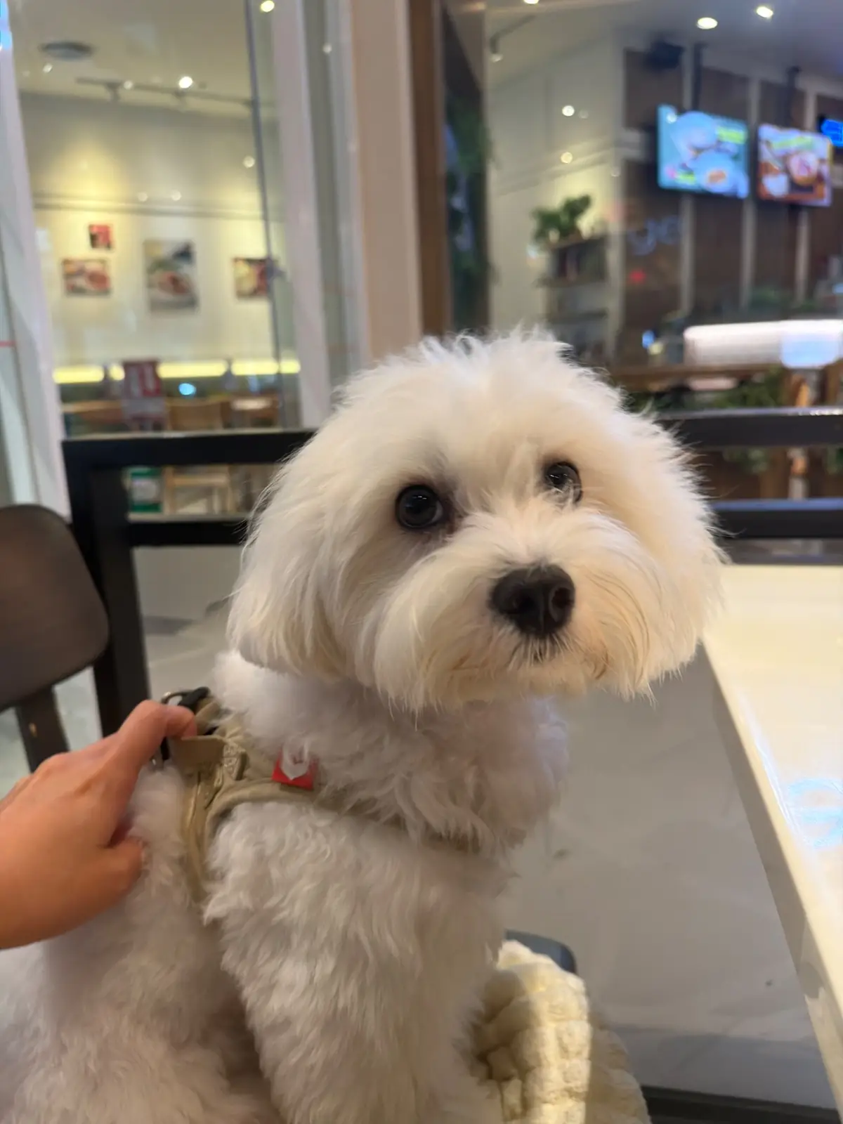 Market Place Nang Lin Chi pets image 2