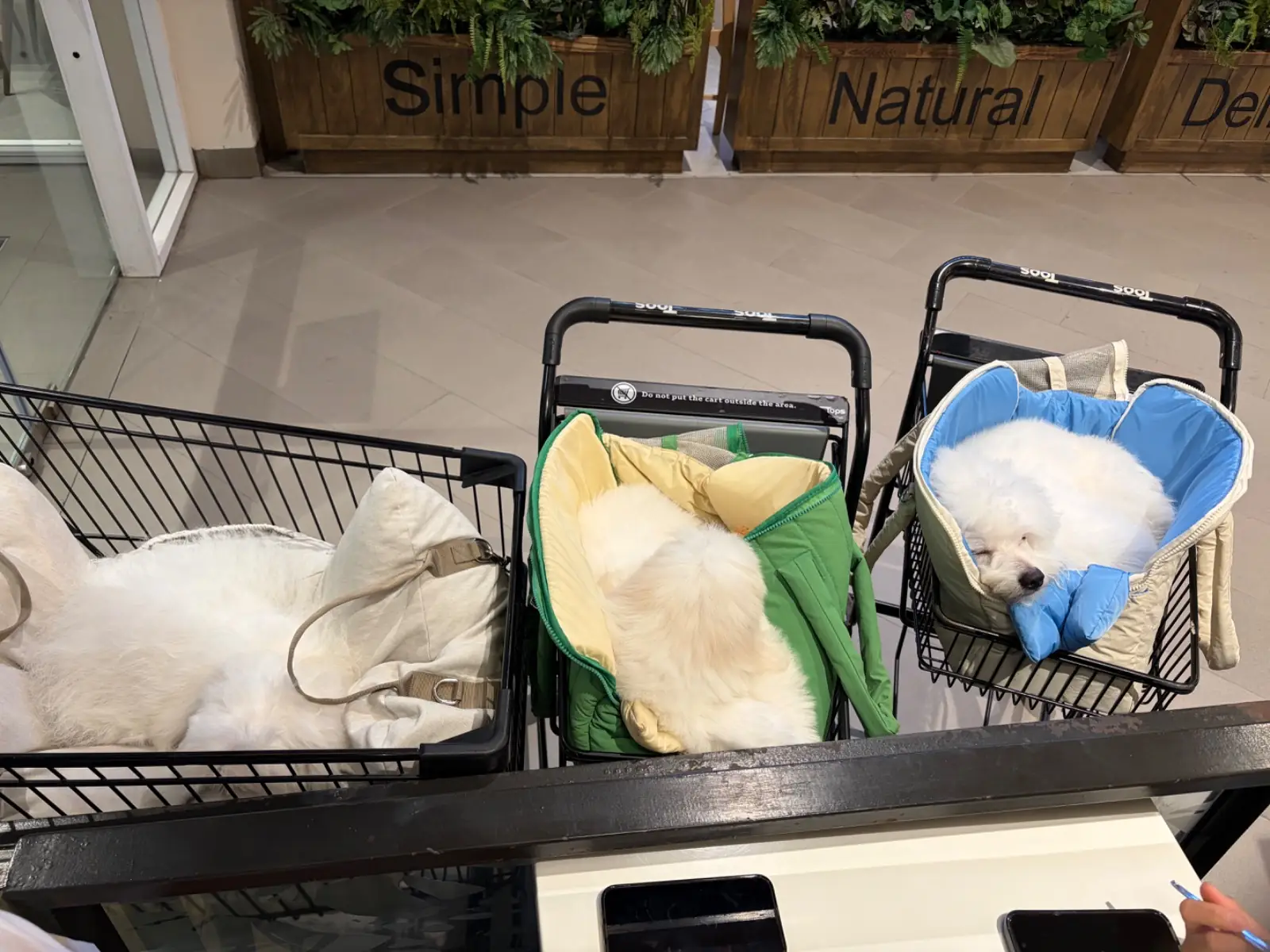 Market Place Nang Linchi pets image 1