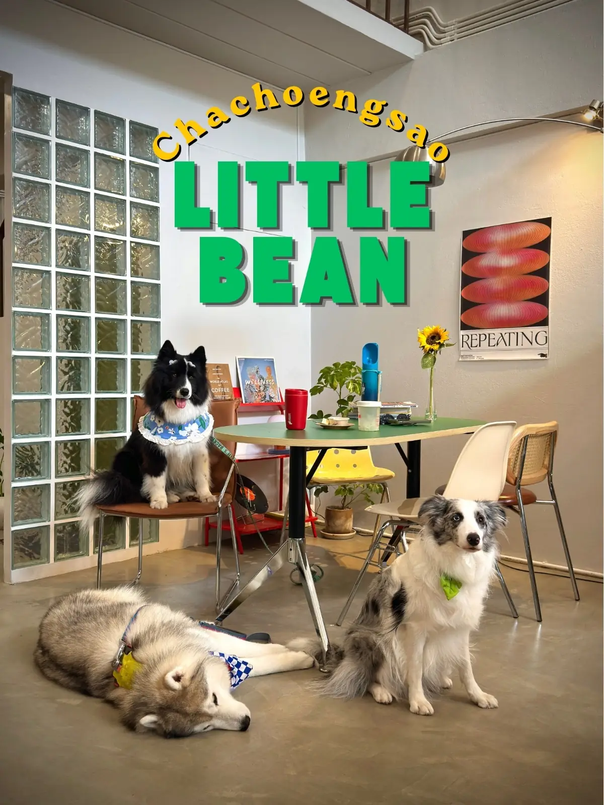 Little Bean pets image 17