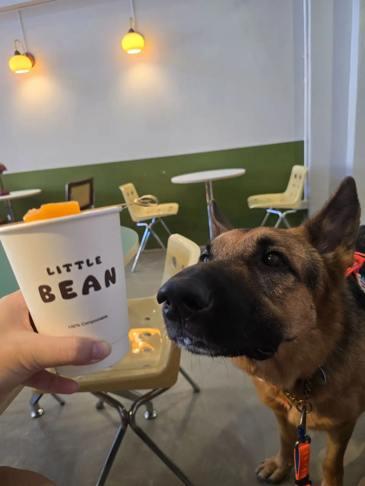 Little Bean pets image 7
