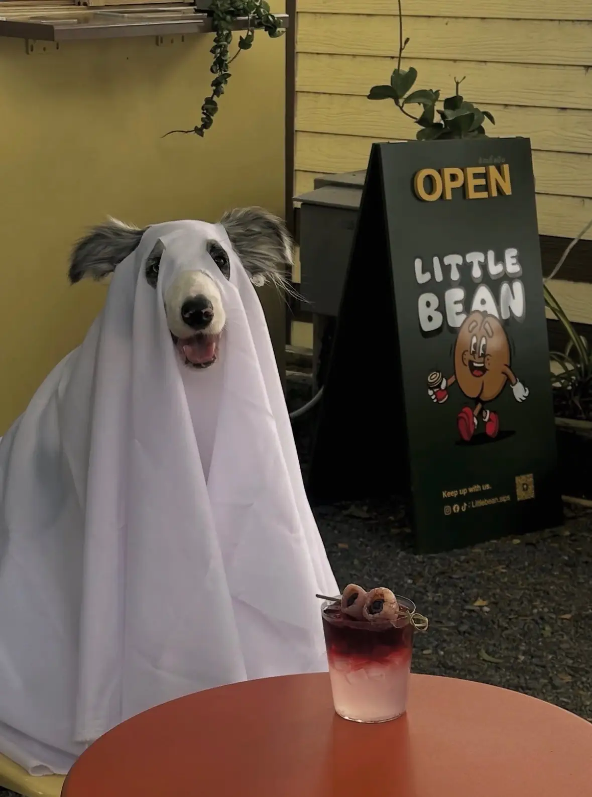 LITTLE BEAN pets image 1