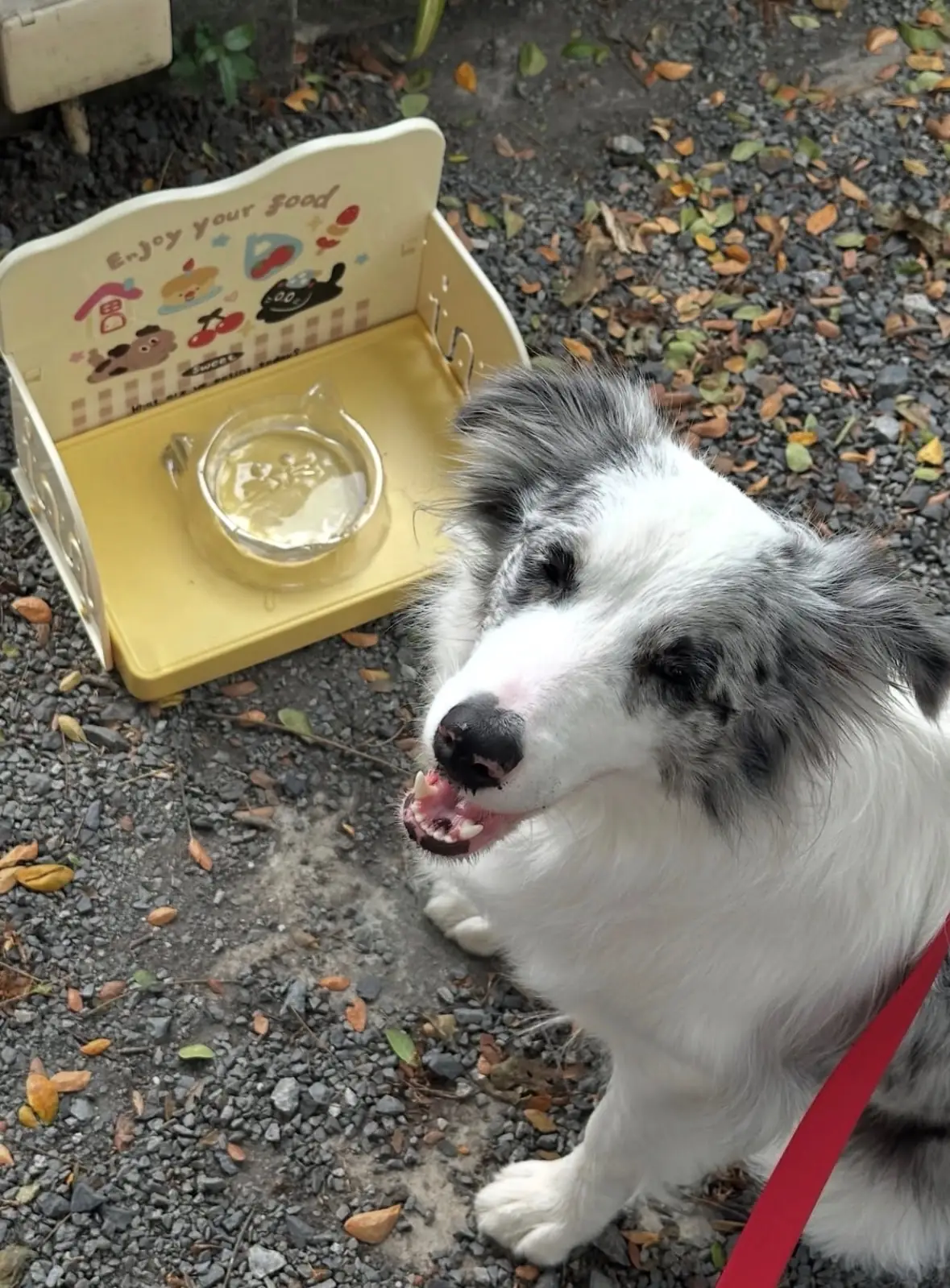 LITTLE BEAN pets image 2