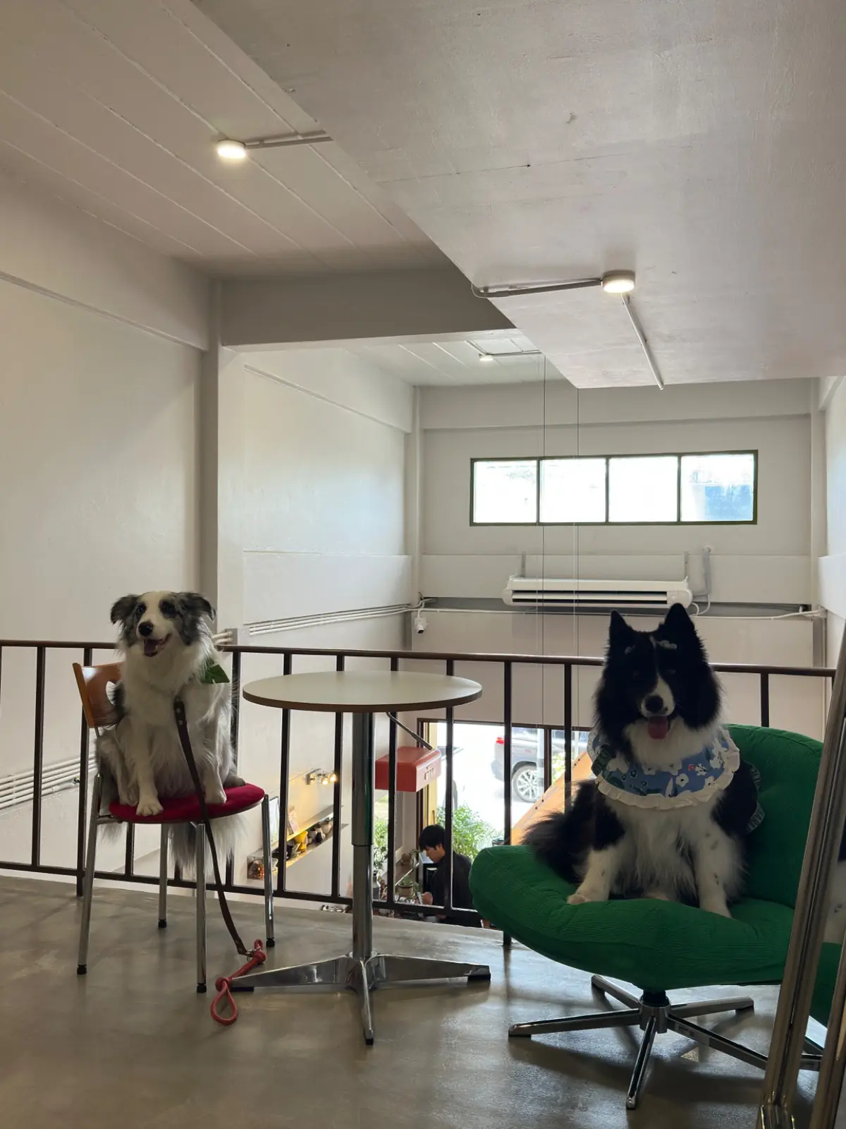 Little Bean pets image 16