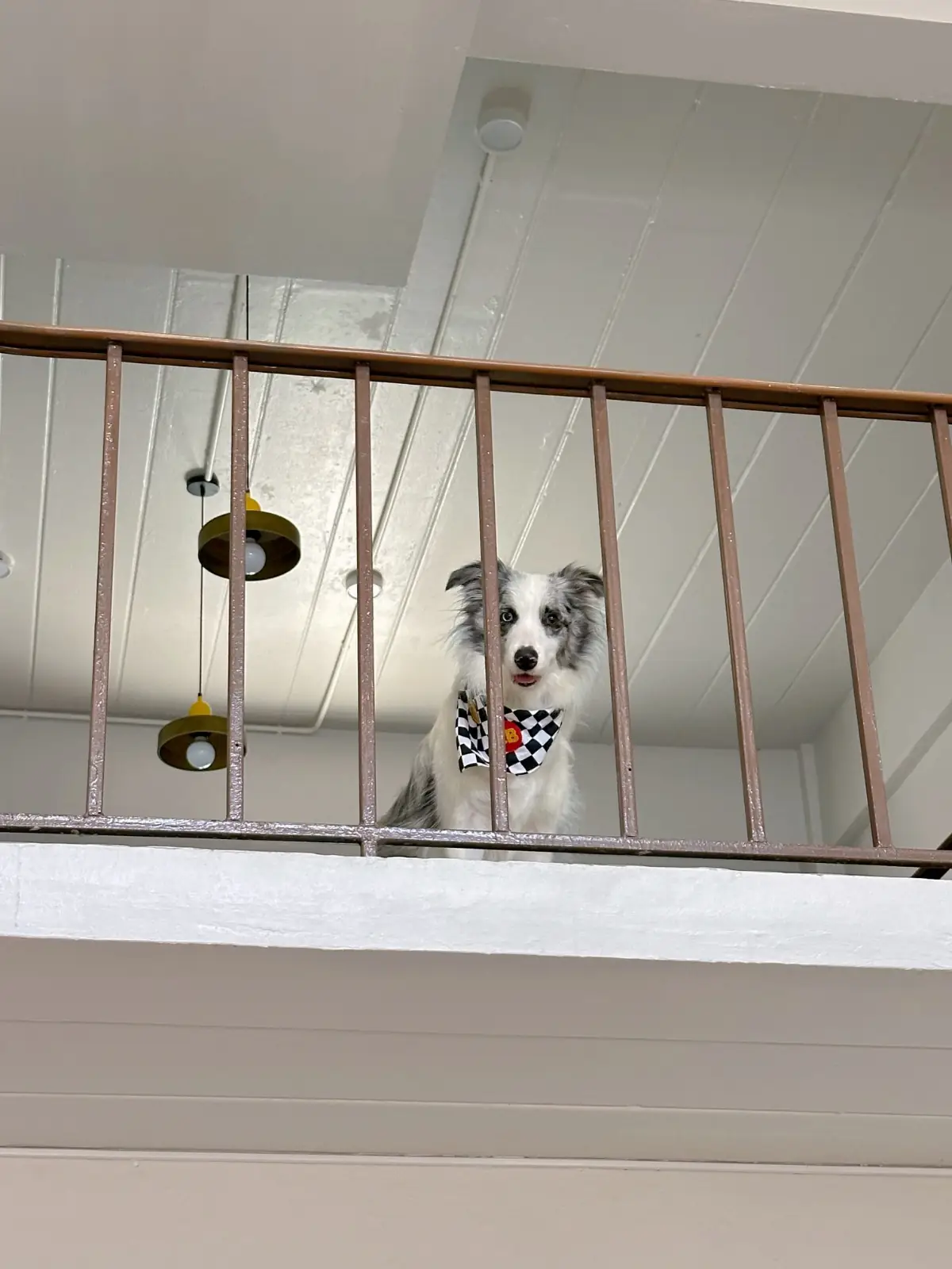 Little Bean pets image 11