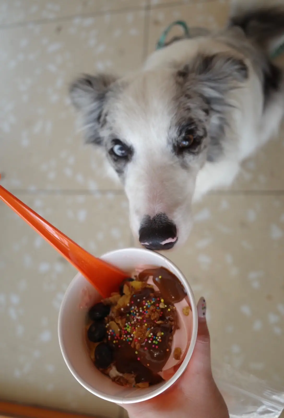 bibi Frozen Yogurt other image 1