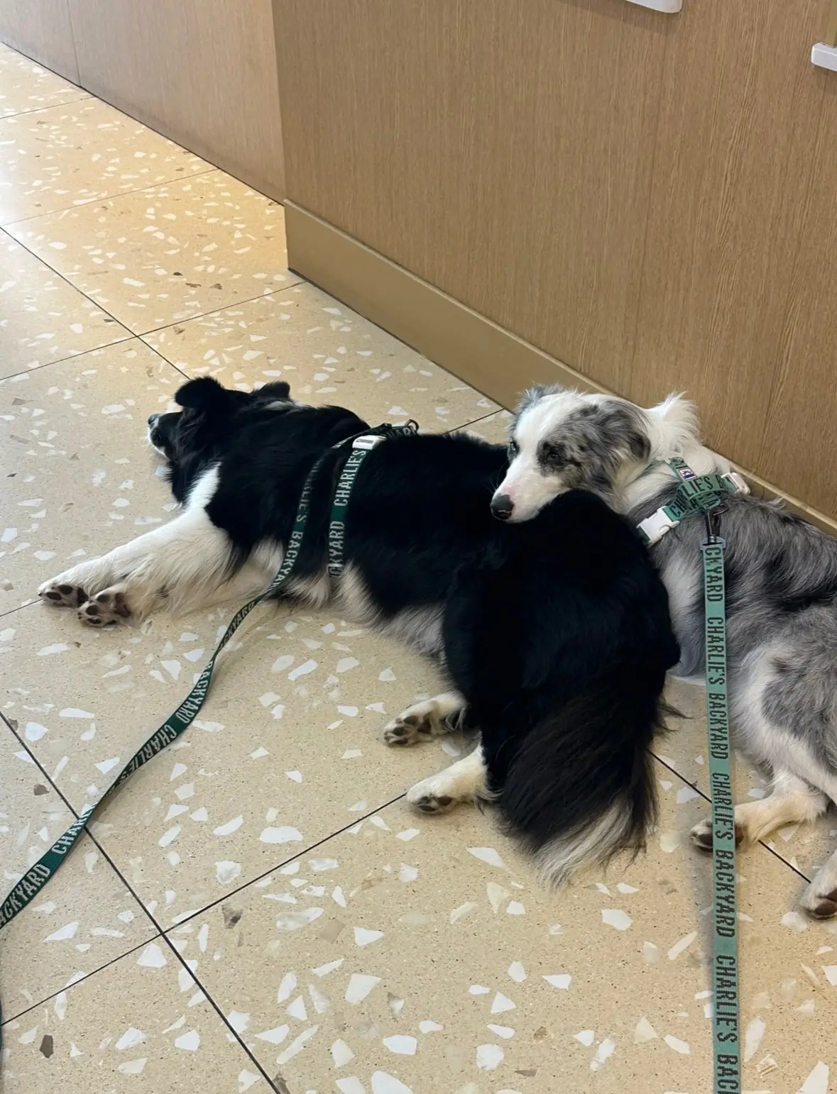 bibi Frozen Yogurt pets image 1