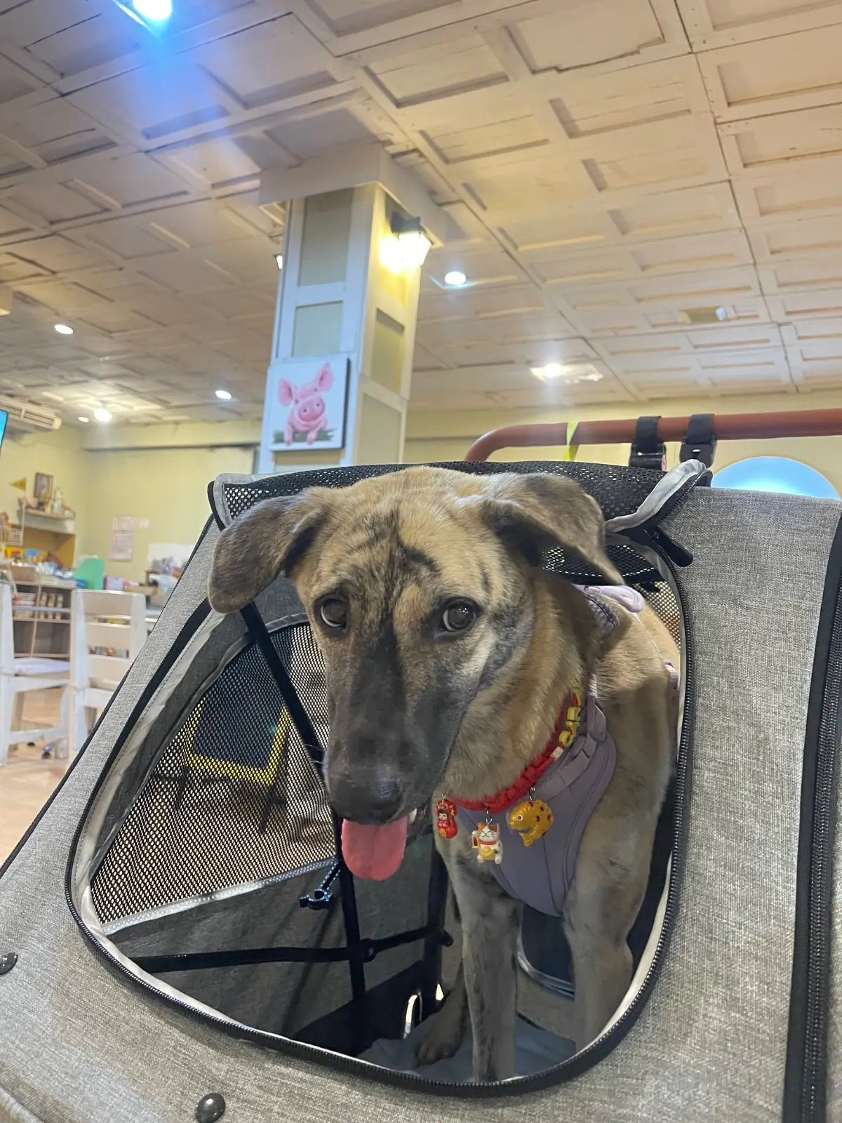 Loving Hut - Ramintra 51 pets image 1