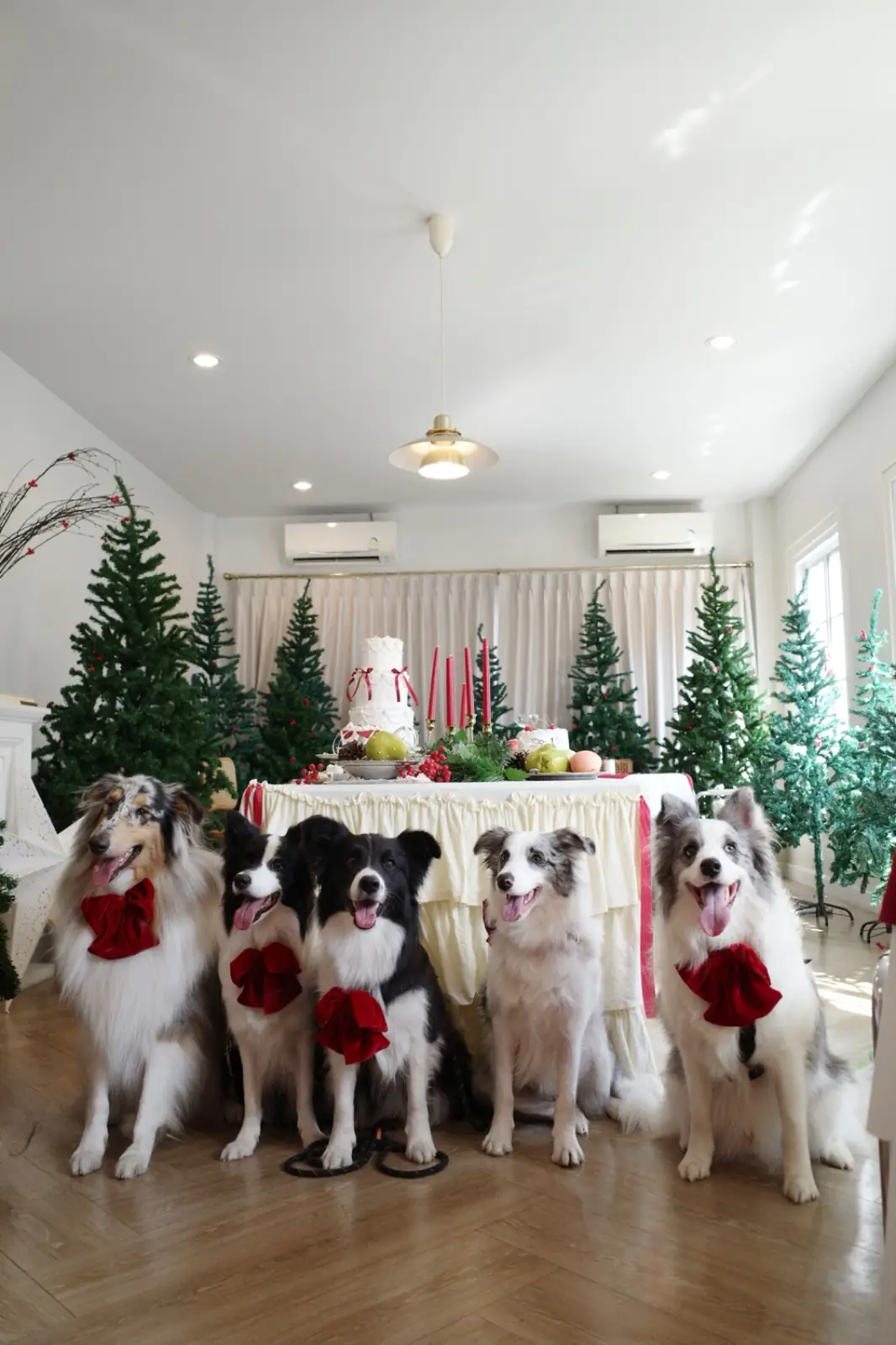 House of Marlowe pets image 2