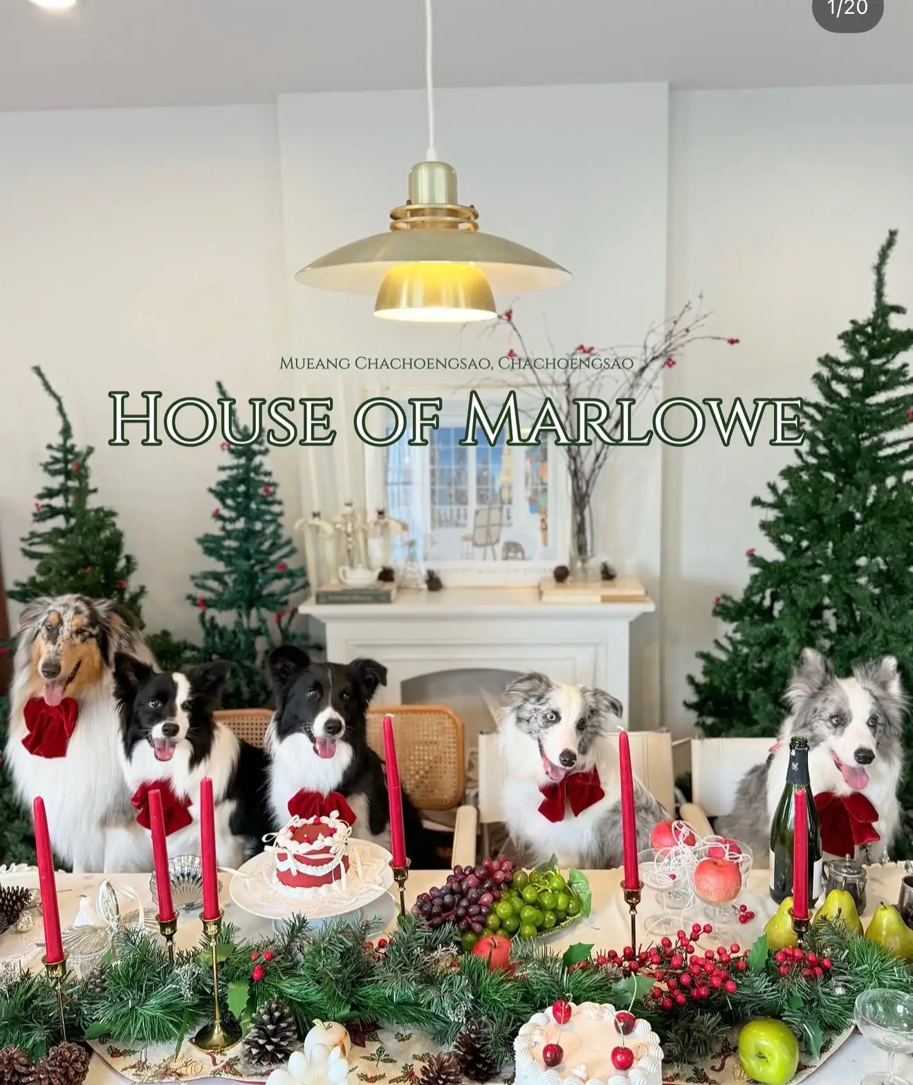 House of Marlowe pets image 3