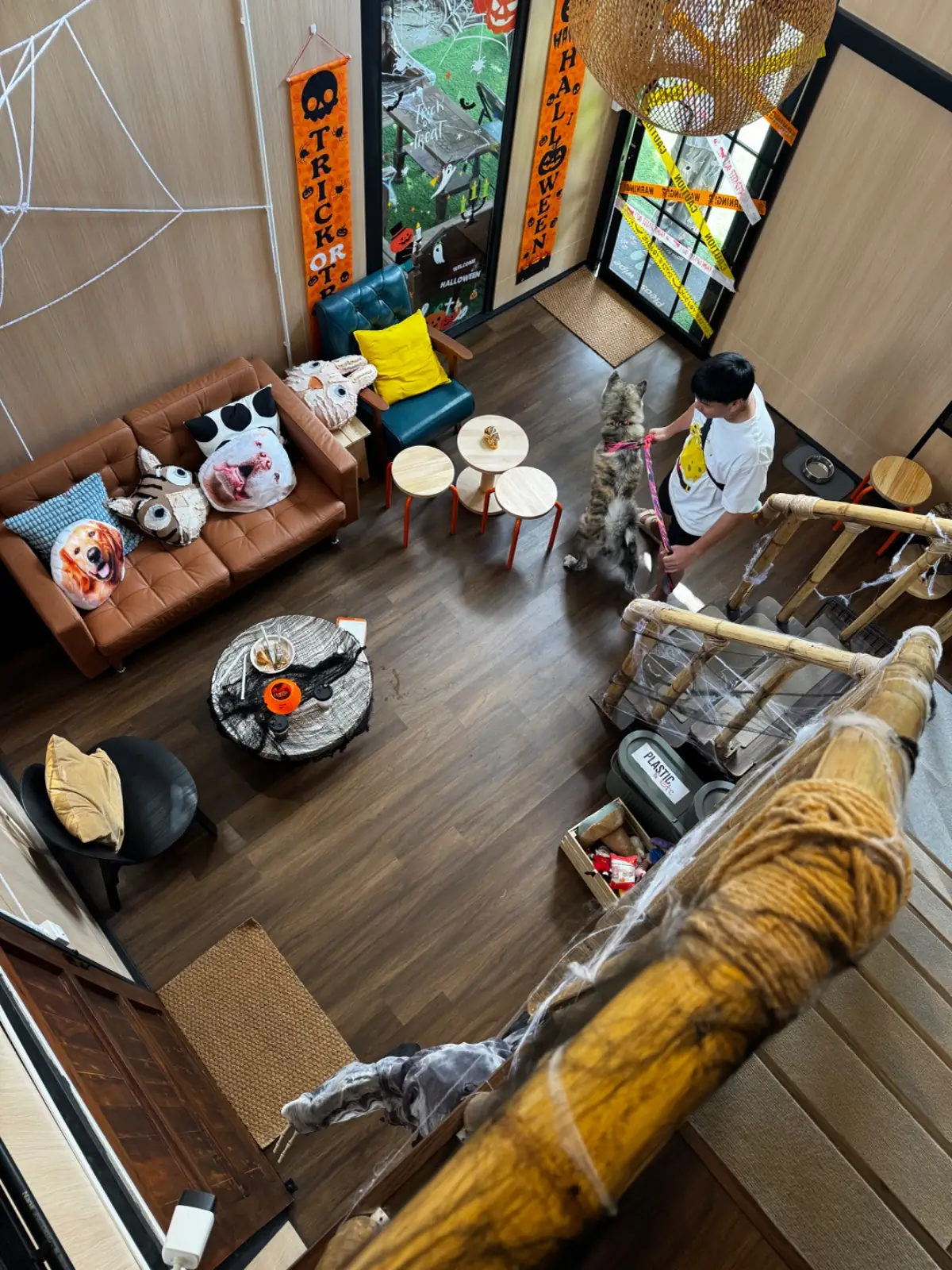 Hoya Barkery pets image 1