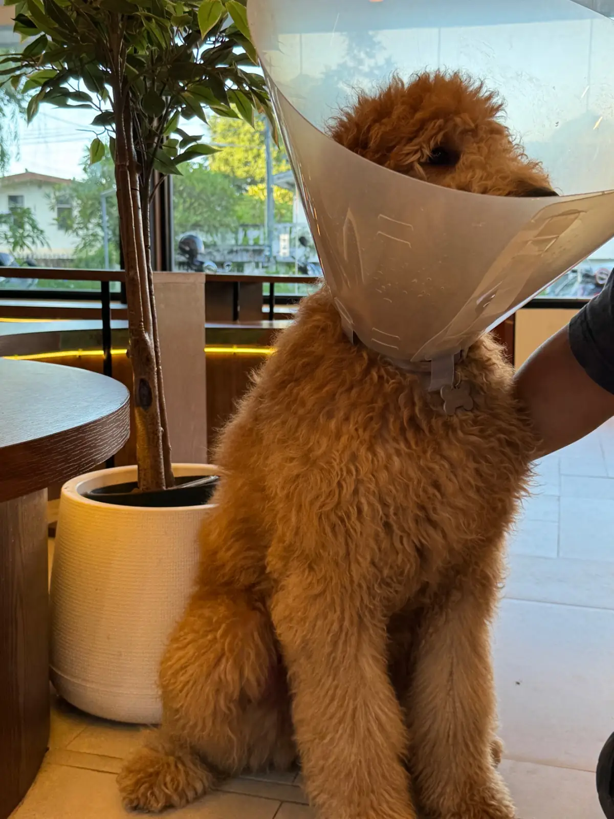TEDS Coffee & Eatery pets image 3