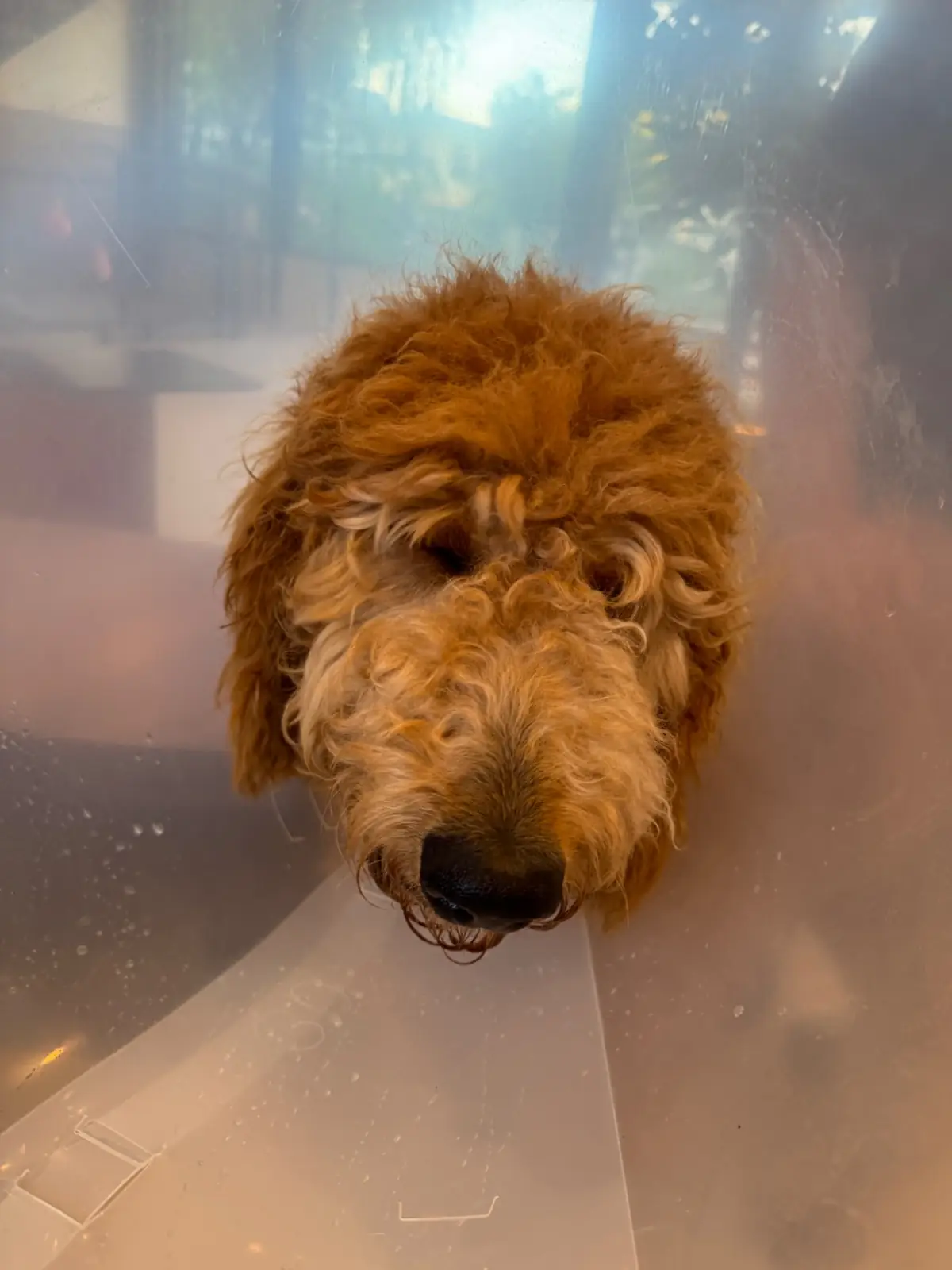 TEDS Coffee & Eatery pets image 2