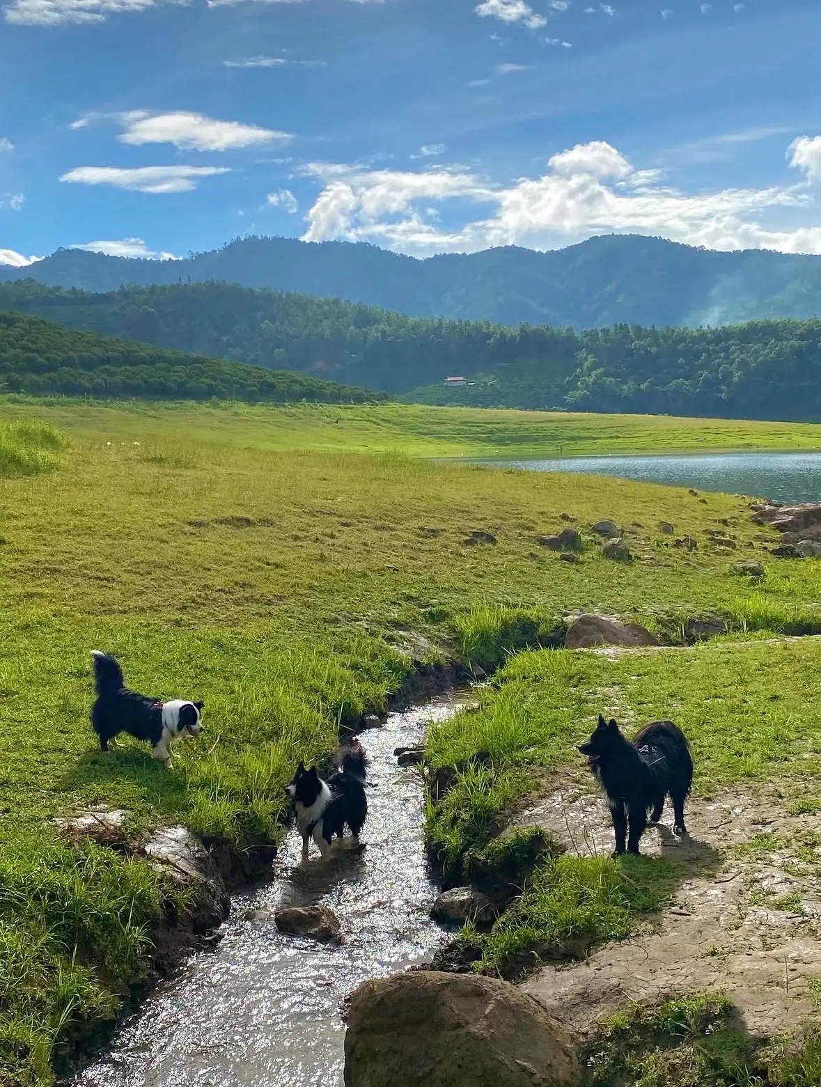 อ่างเก็บน้ำแม่มาว pets image 3