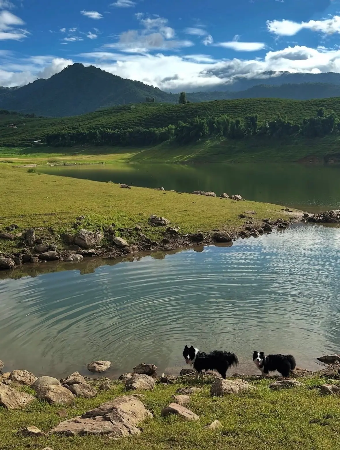อ่างเก็บน้ำแม่มาว pets image 4