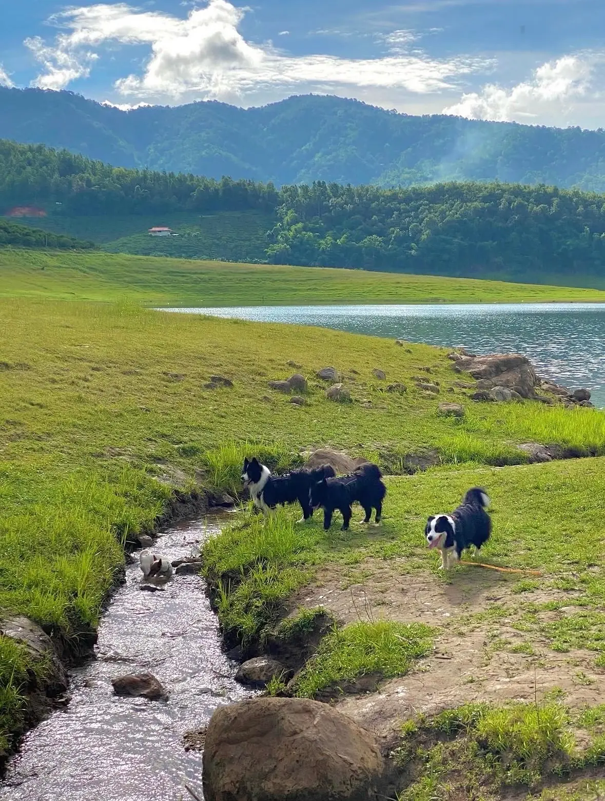 อ่างเก็บน้ำแม่มาว pets image 1