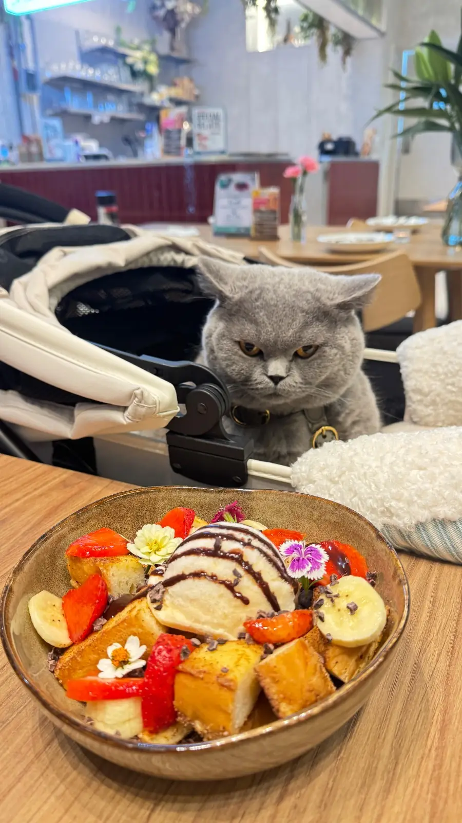 Matti's - Kingsquare pets image 1