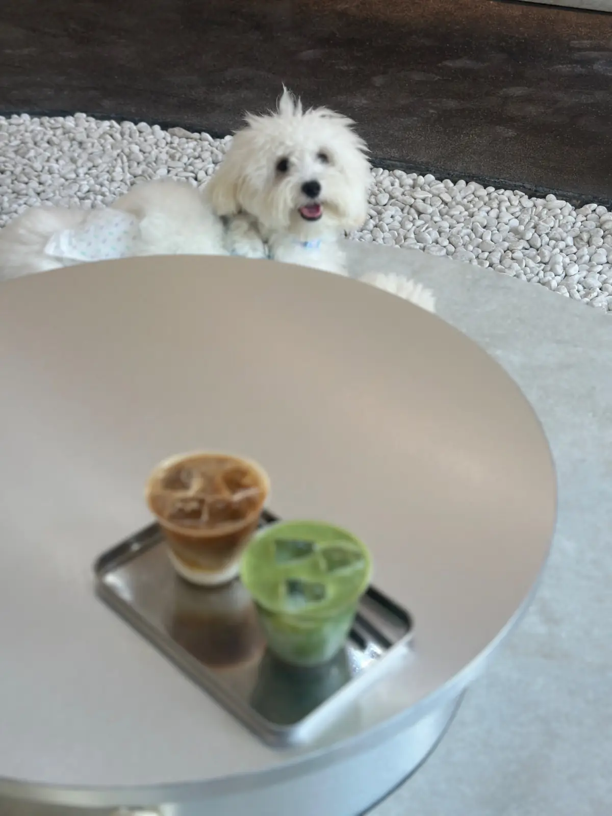 STEEL BKK pets image 1