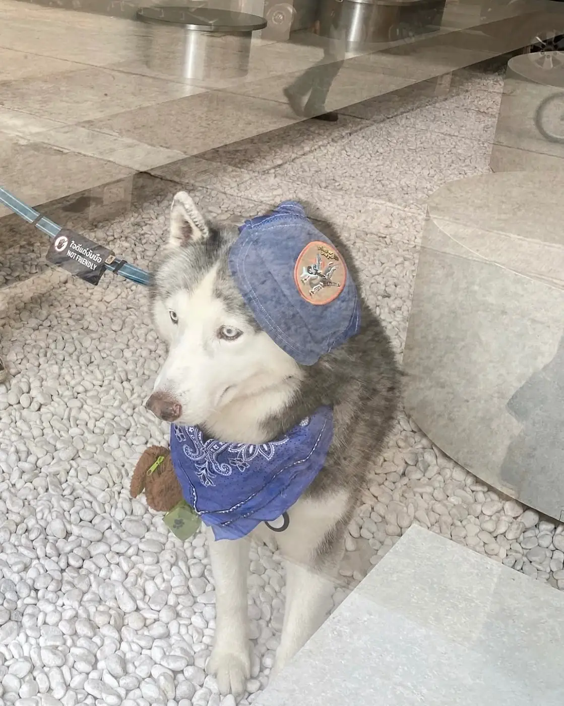 STEEL BKK pets image 1