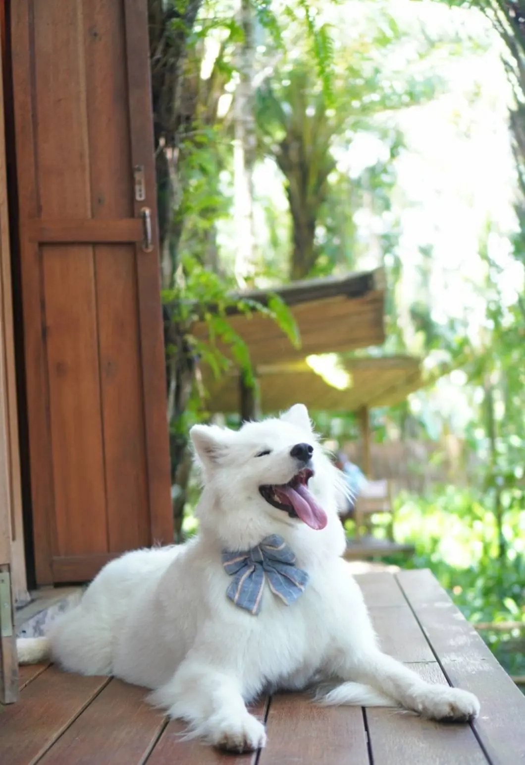 บ้านไร่ ไออรุณ pets image 6