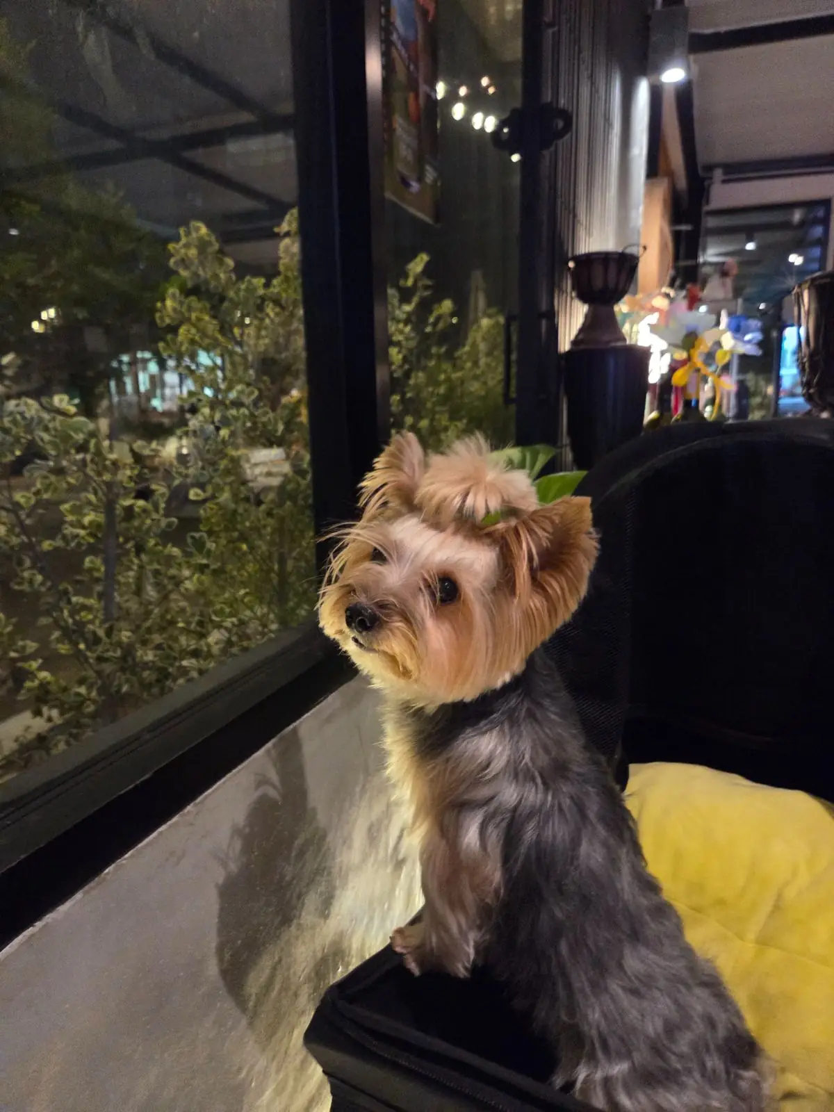 MIA Bangkok pets image 1