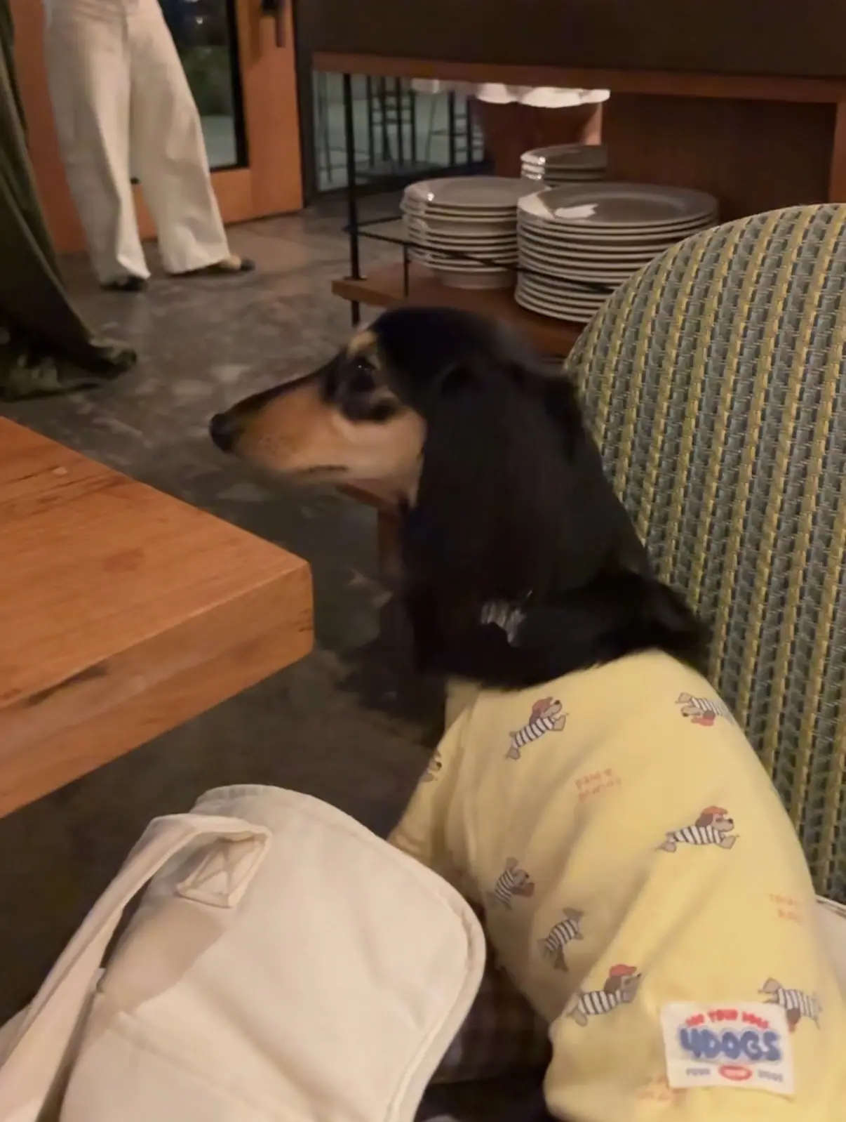 Felix pets image 1