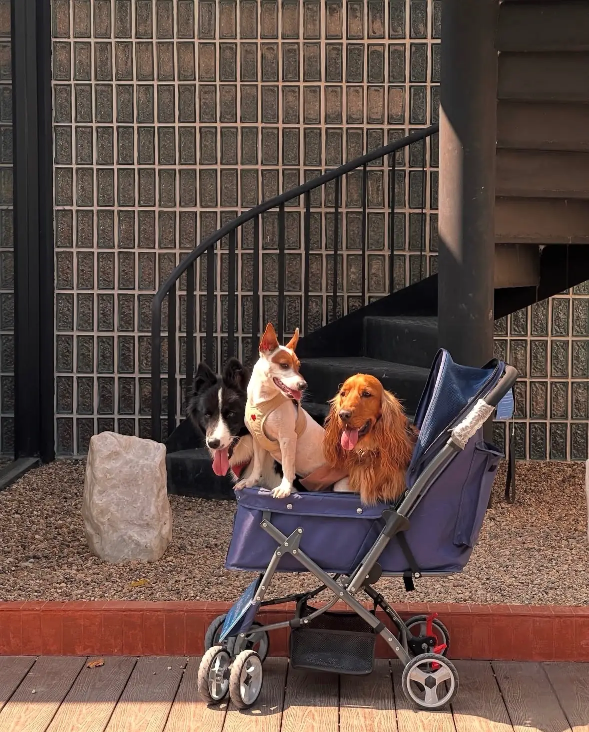 Hilltown Cafe pets image 1