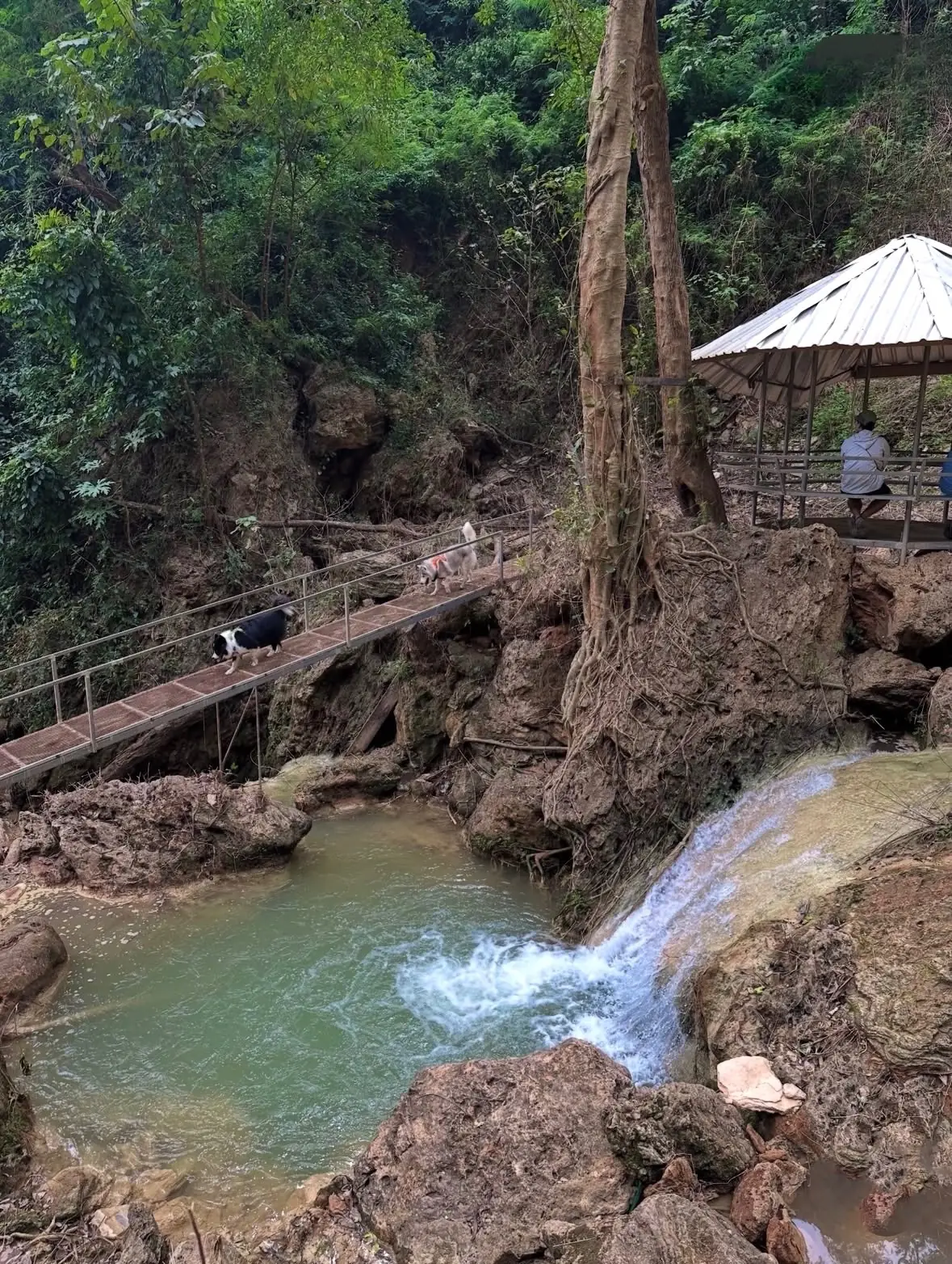 Wat Tharn Nam Tok pets image 2