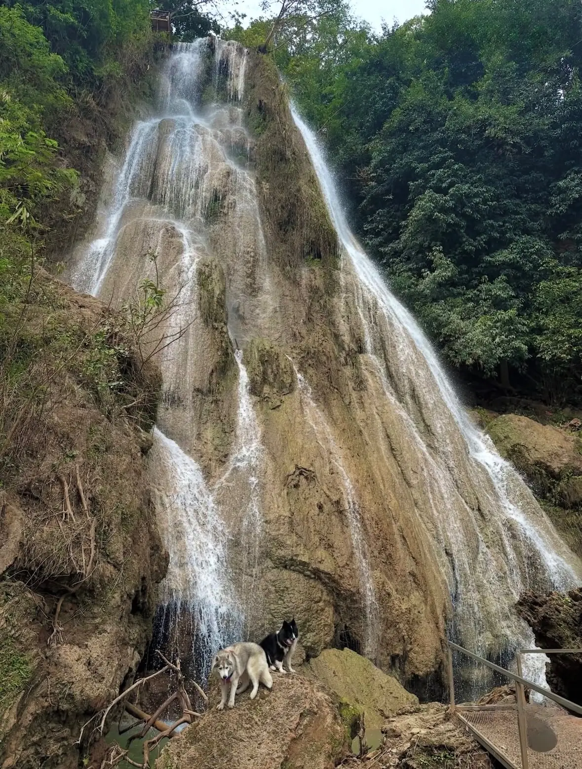 Wat Tharn Nam Tok pets image 1