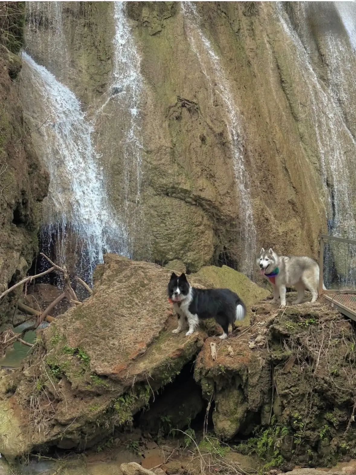 Wat Tharn Nam Tok pets image 3