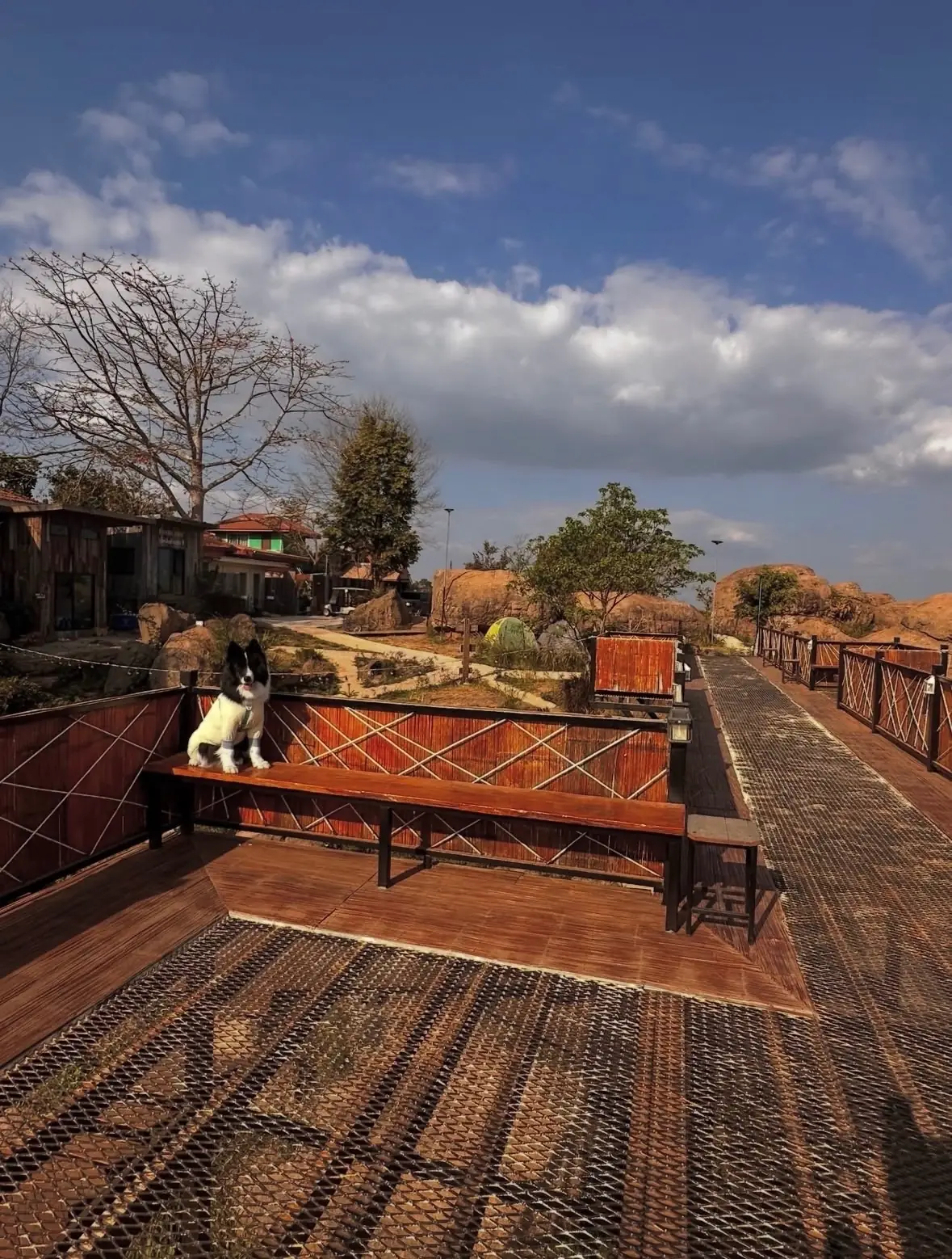 ฟอสซิลแคมป์&คาเฟ่ pets image 1