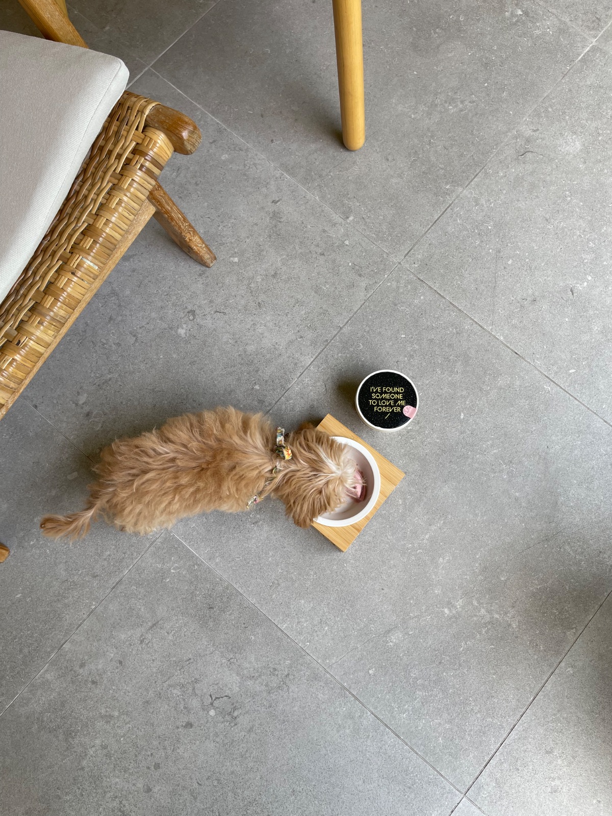 Khao Niao pets image 3