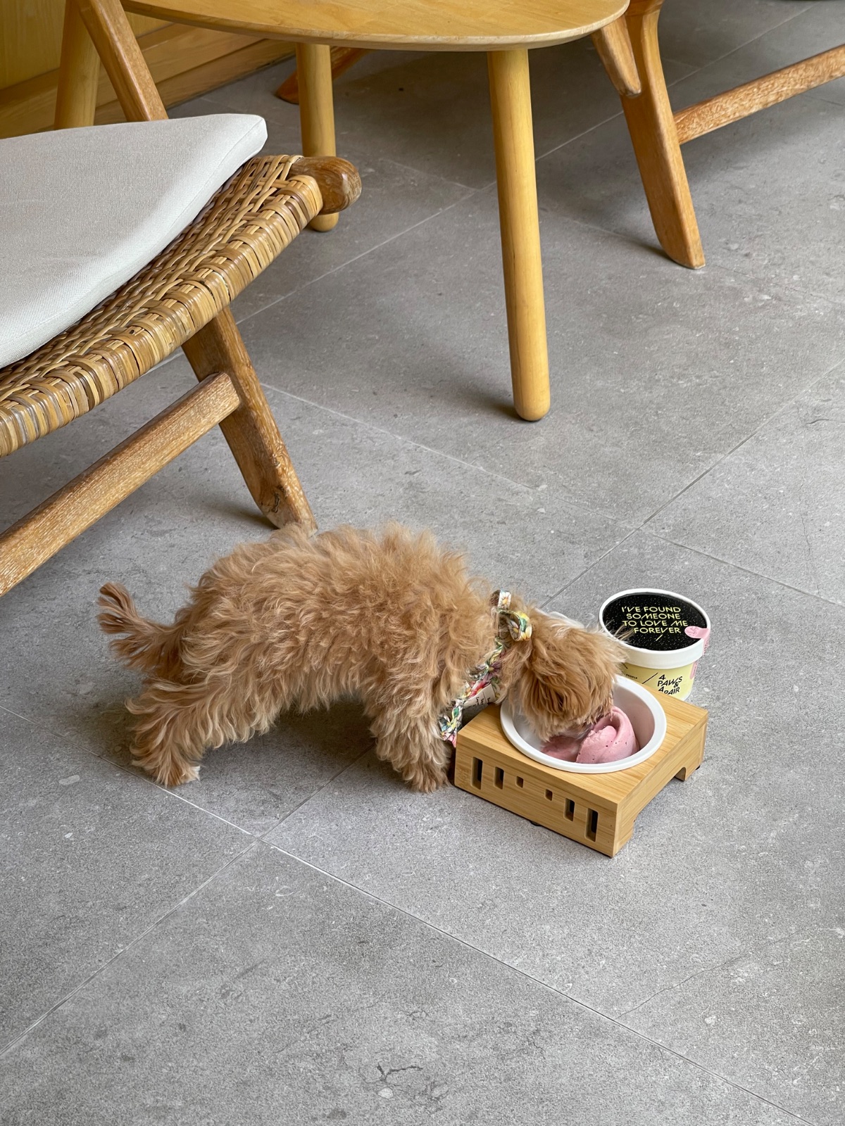 Khao Niao pets image 4