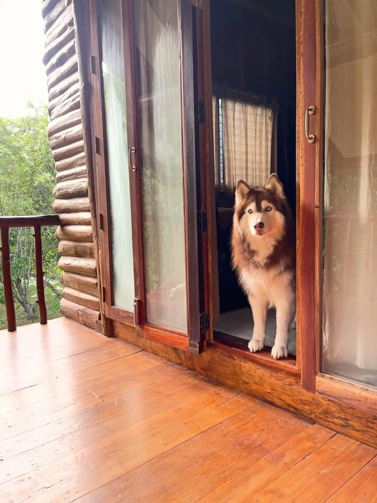 NUYU Khaoyai pets image 1