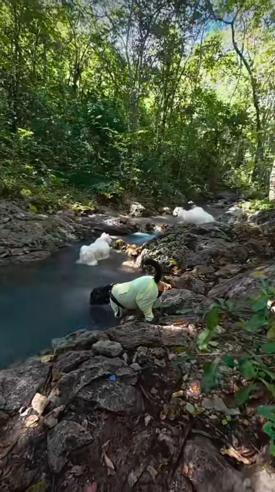 เขาชะโงก pets image 1