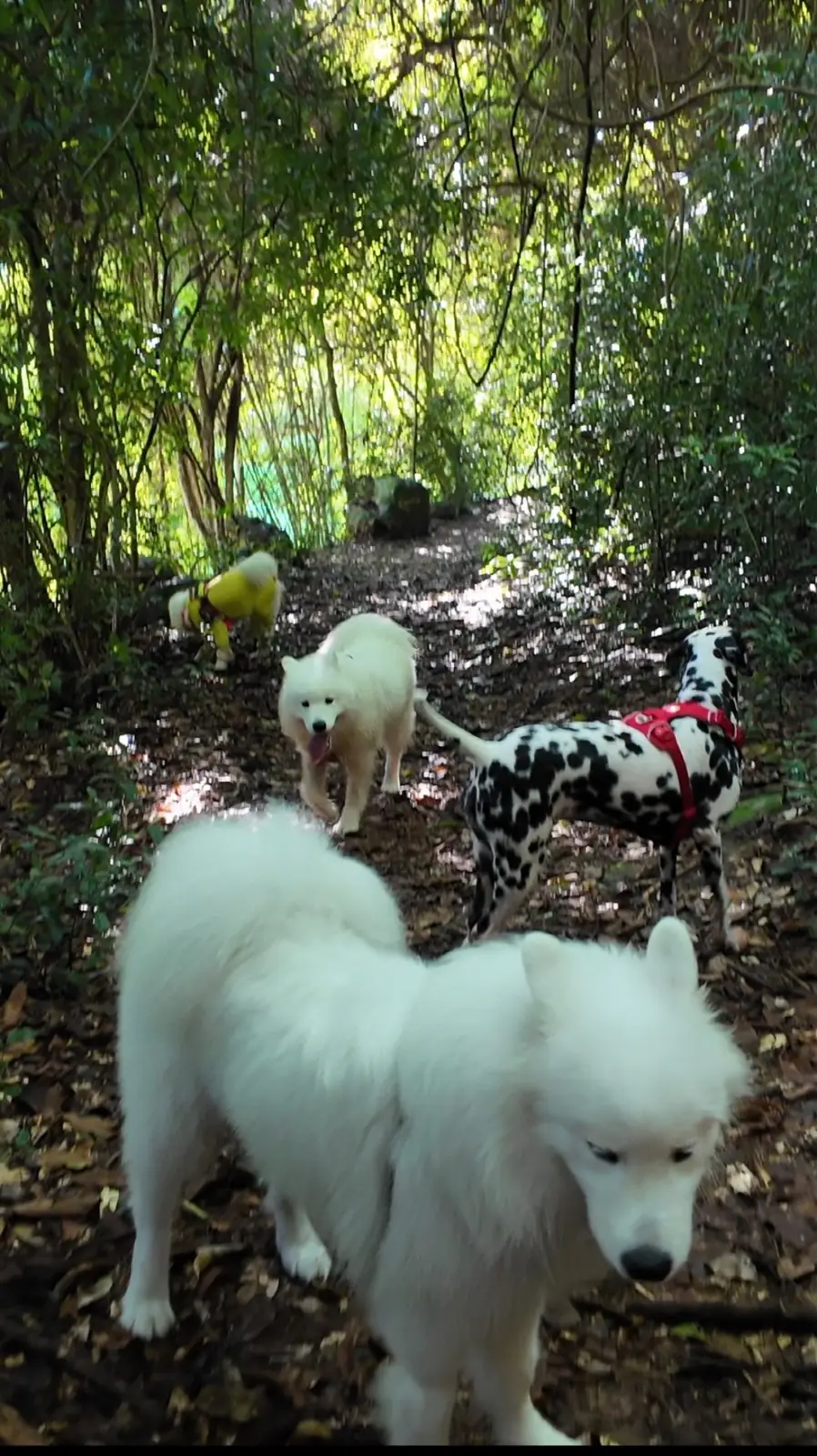 เขาชะโงก pets image 6