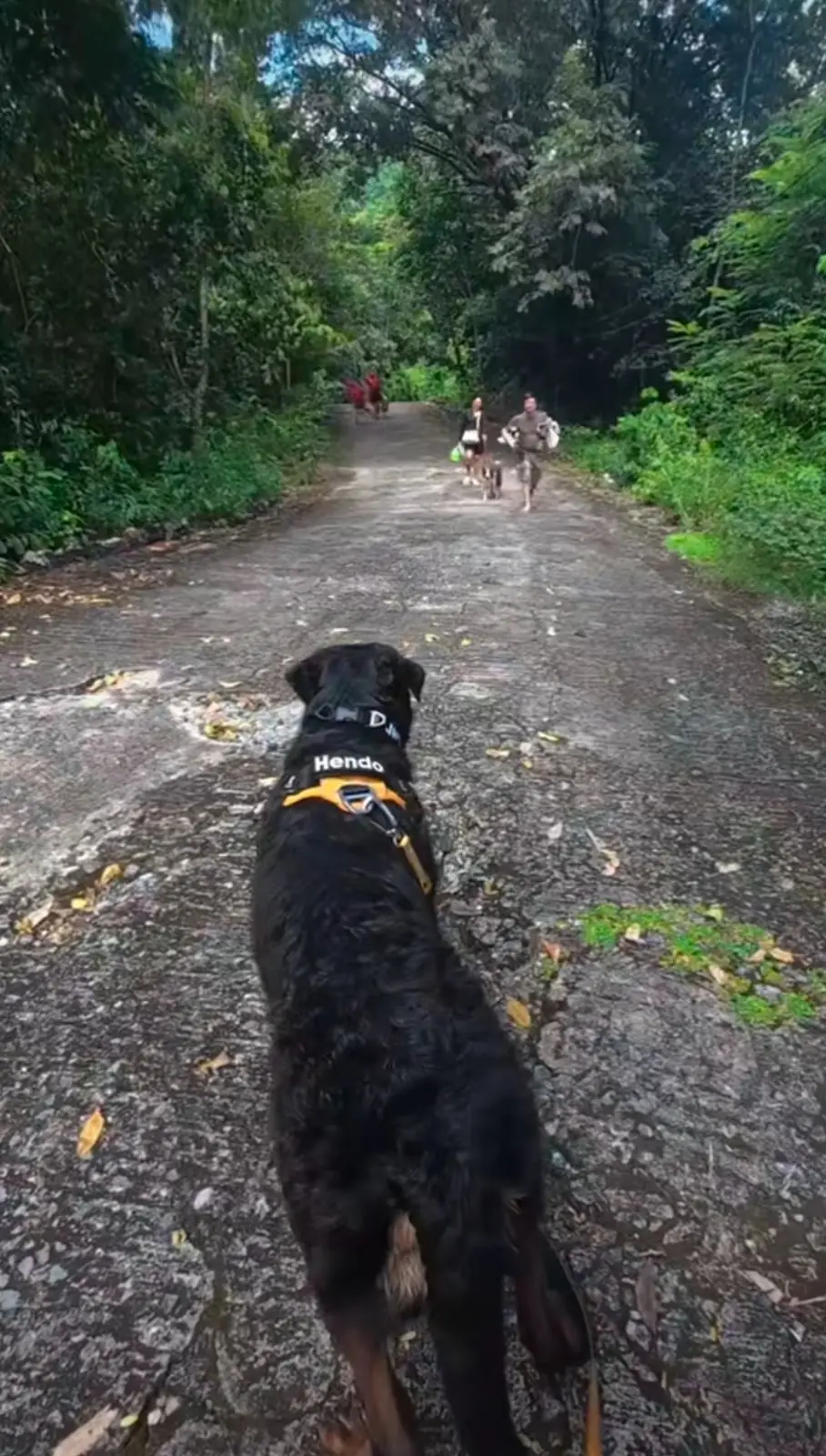 เขาชะโงก pets image 2