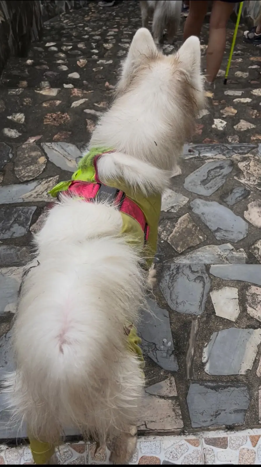 เขาชะโงก pets image 5