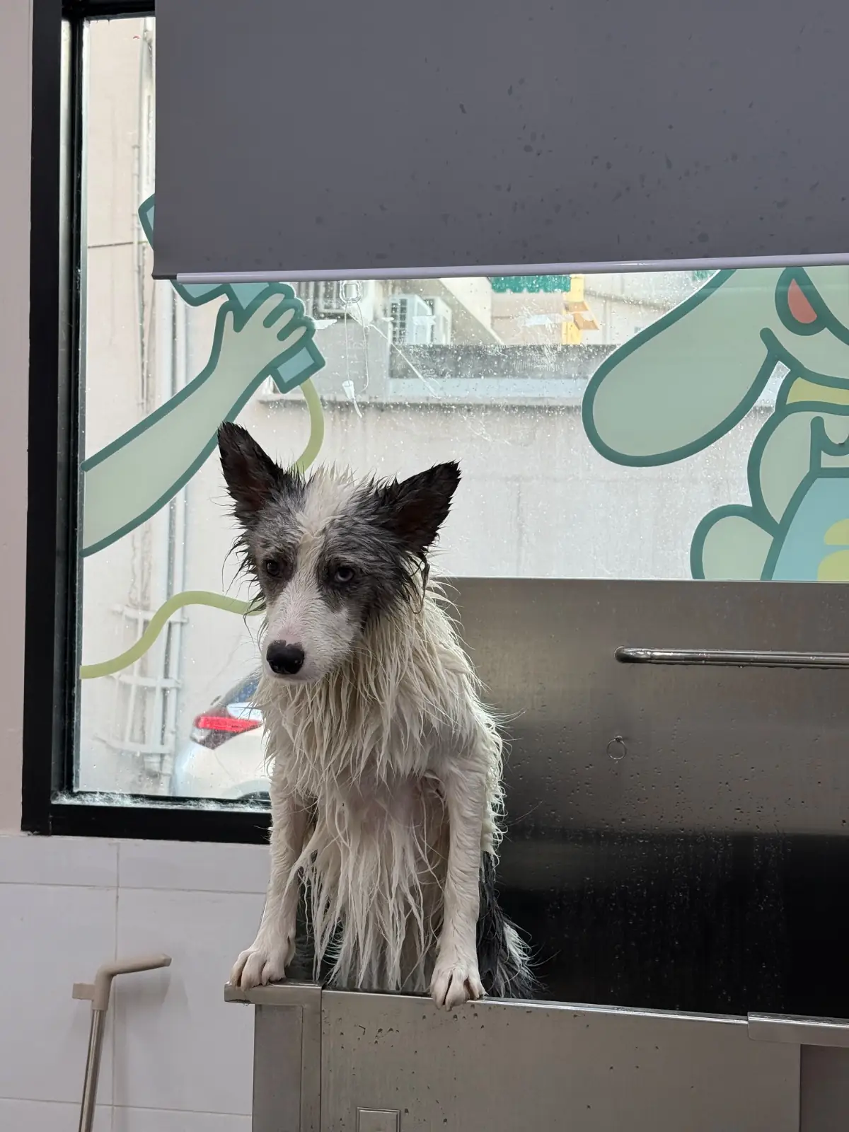 The Tropical Eco-Cafe & Tropical Camp Ground pets image 1