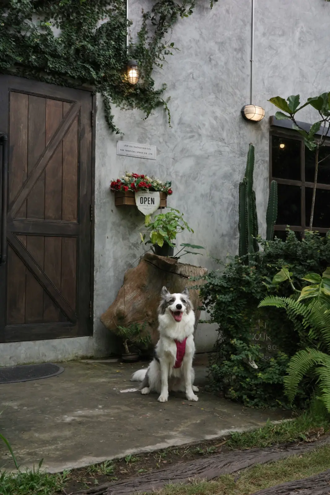 The Tropical Eco-Cafe & Tropical Camp Ground pets image 3