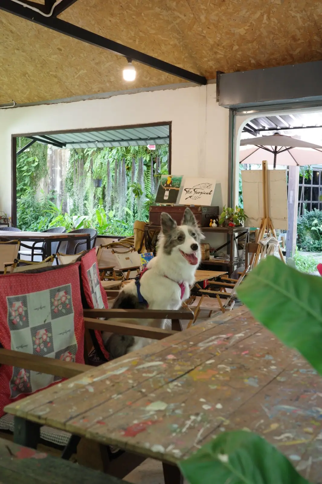 The Tropical Eco-Cafe & Tropical Camp Ground pets image 2